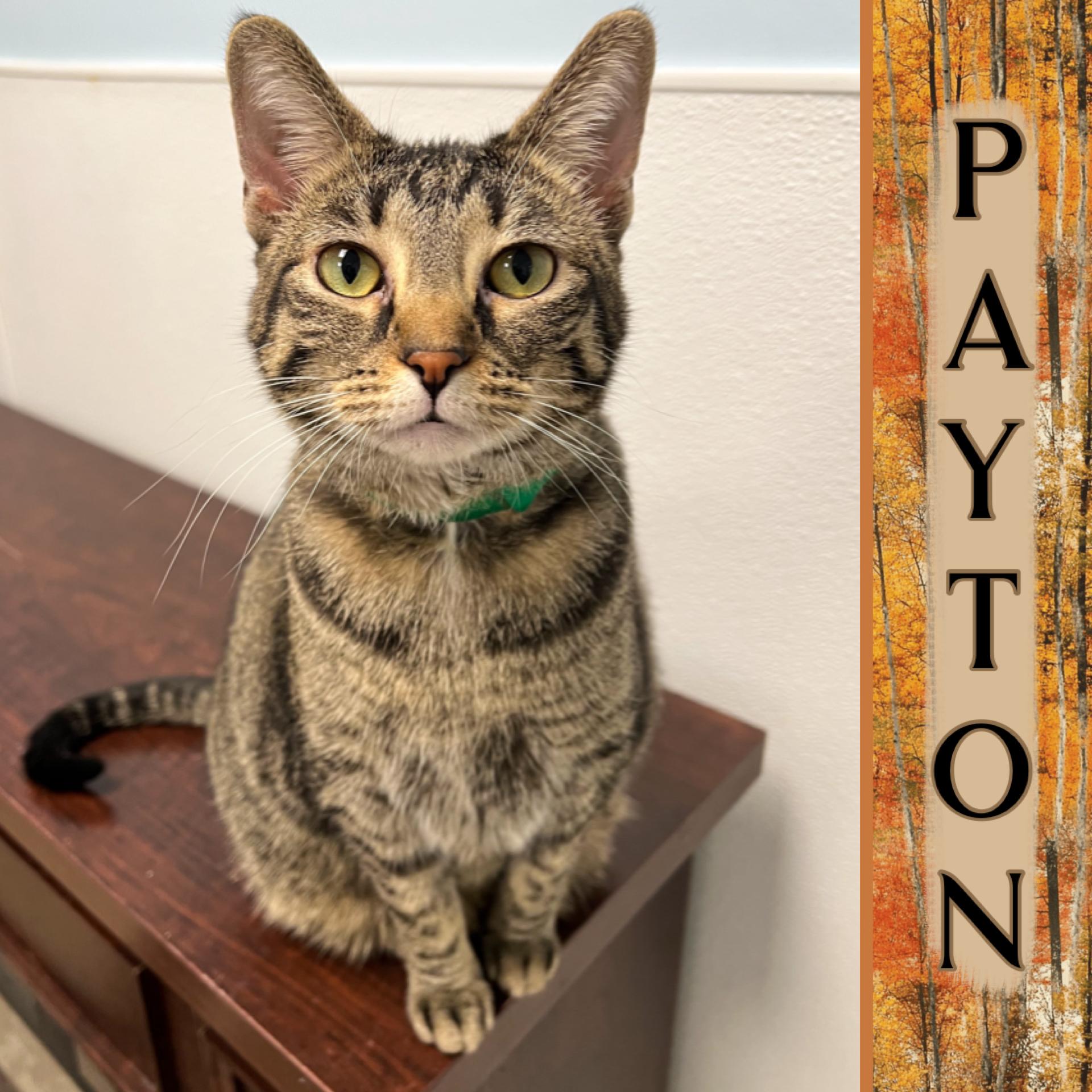 Payton, adopted, Adult Female Domestic Short Hair.