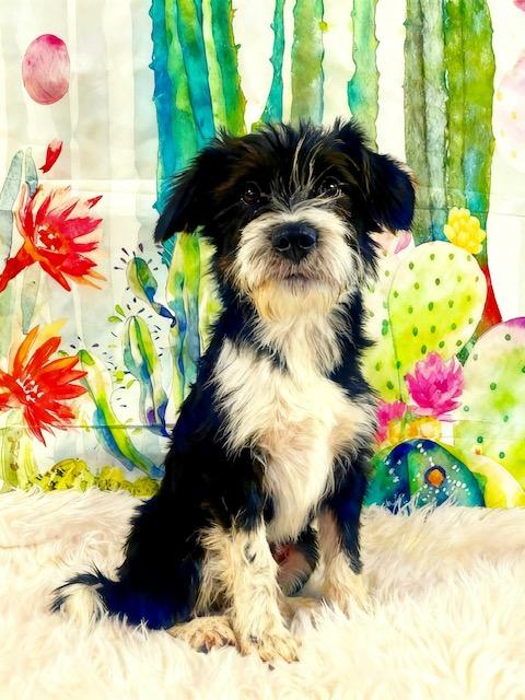 Buster, ADOPTABLE, Young Male Terrier.