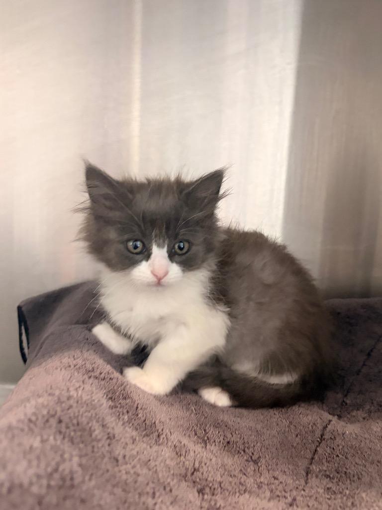 Q5 Bayou, Adoptable, Kitten Female Domestic Medium Hair.