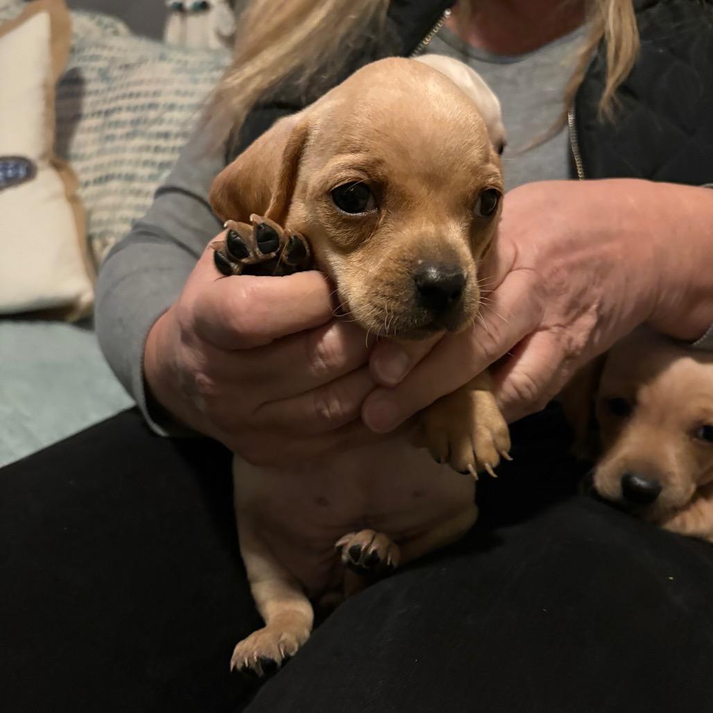 Enlarge Basil, a Adoptable Dachshund in Lakehead, CA image 1/6
