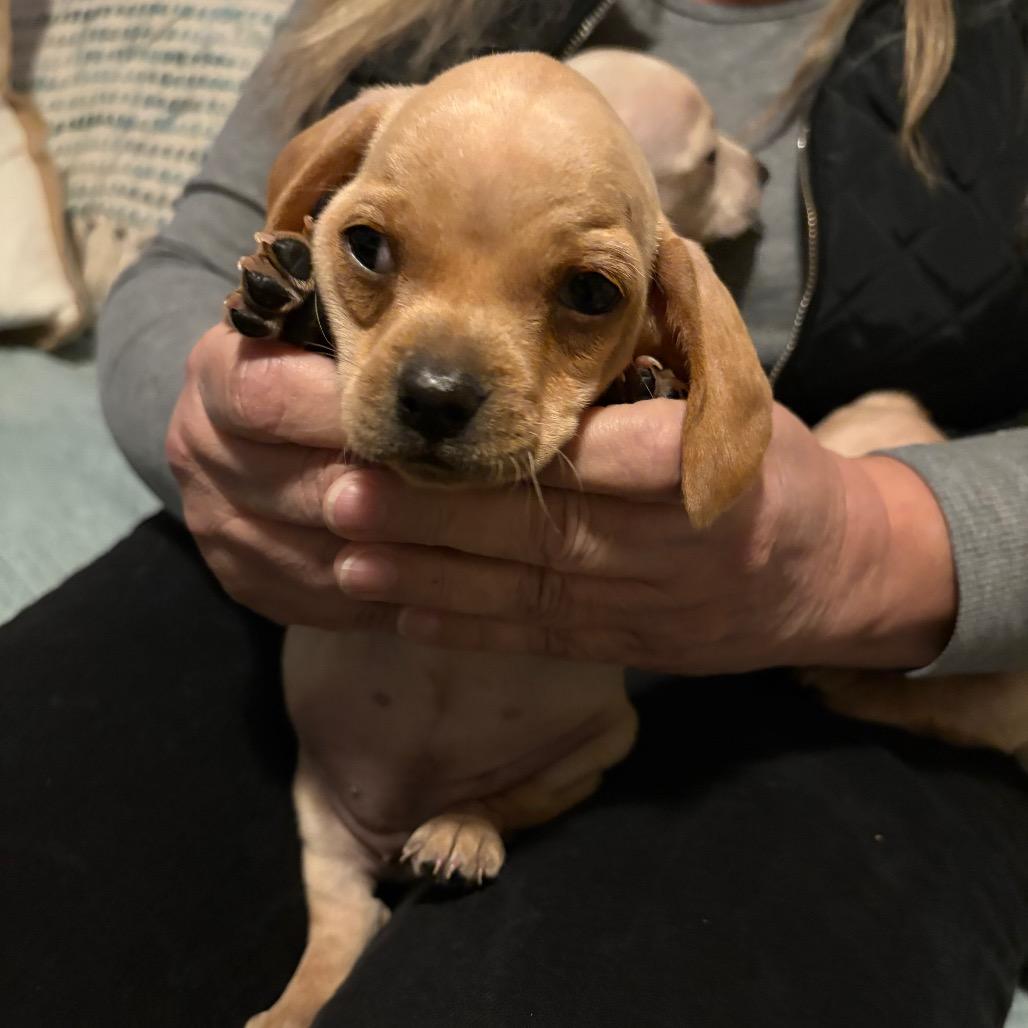 Enlarge Basil, a Adoptable Dachshund in Lakehead, CA image 2/6