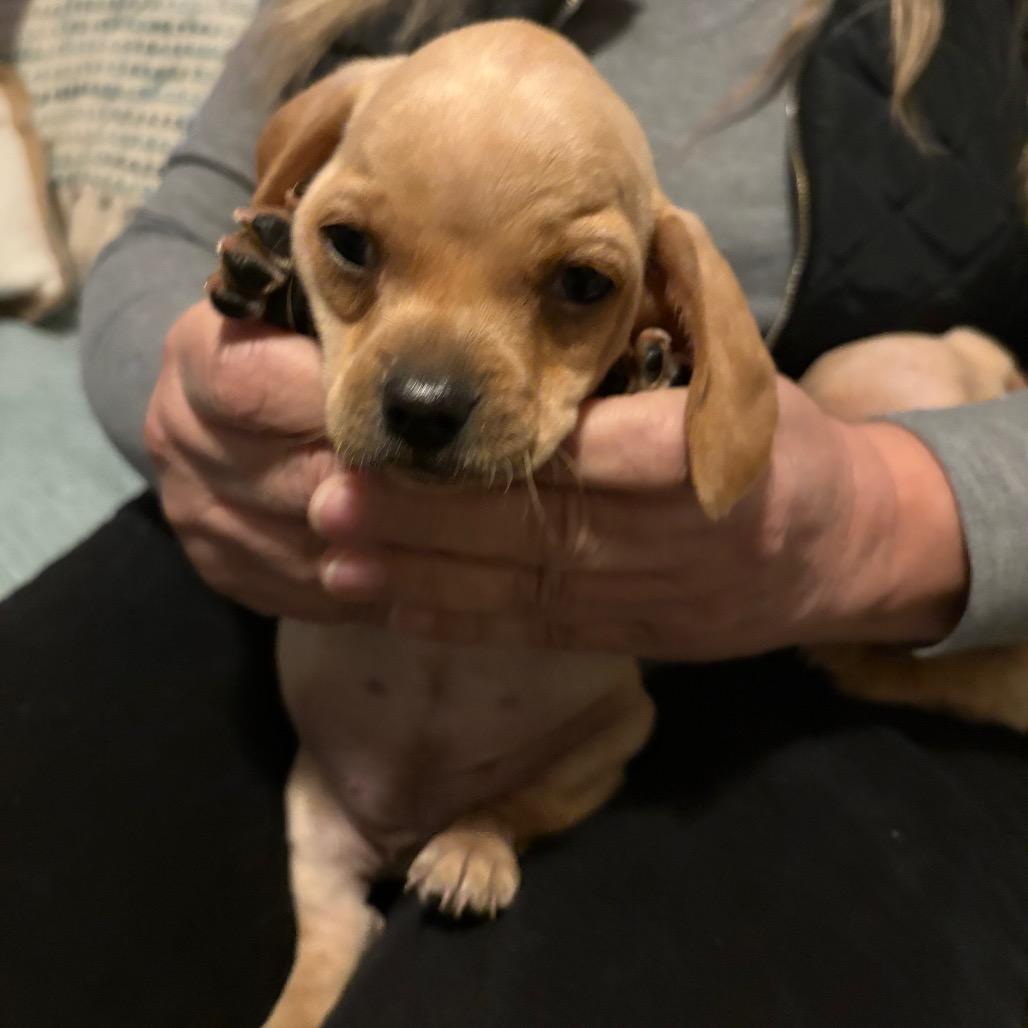 Enlarge Basil, a Adoptable Dachshund in Lakehead, CA image 5/6