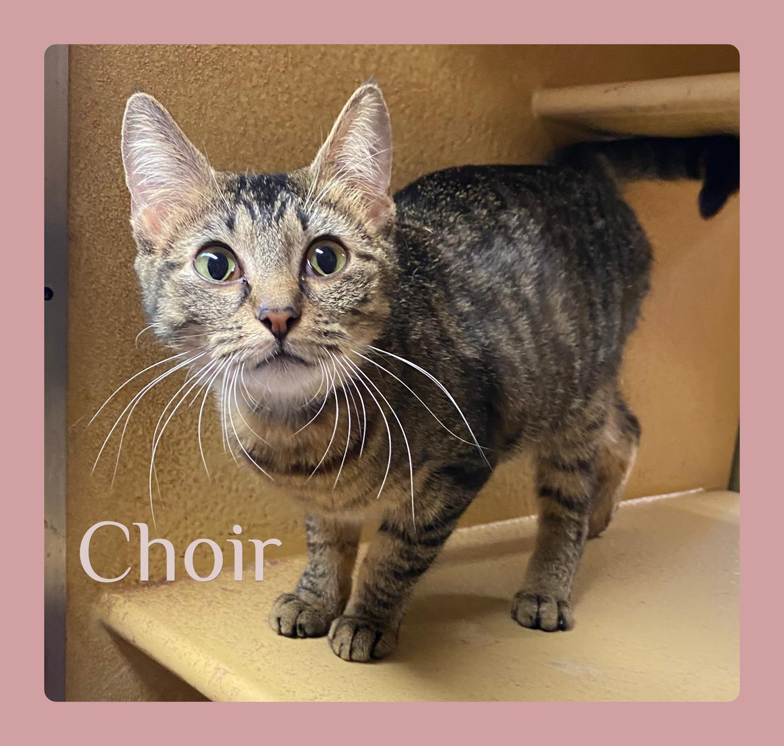 CHOIR, ADOPTABLE, Kitten Female Tabby.