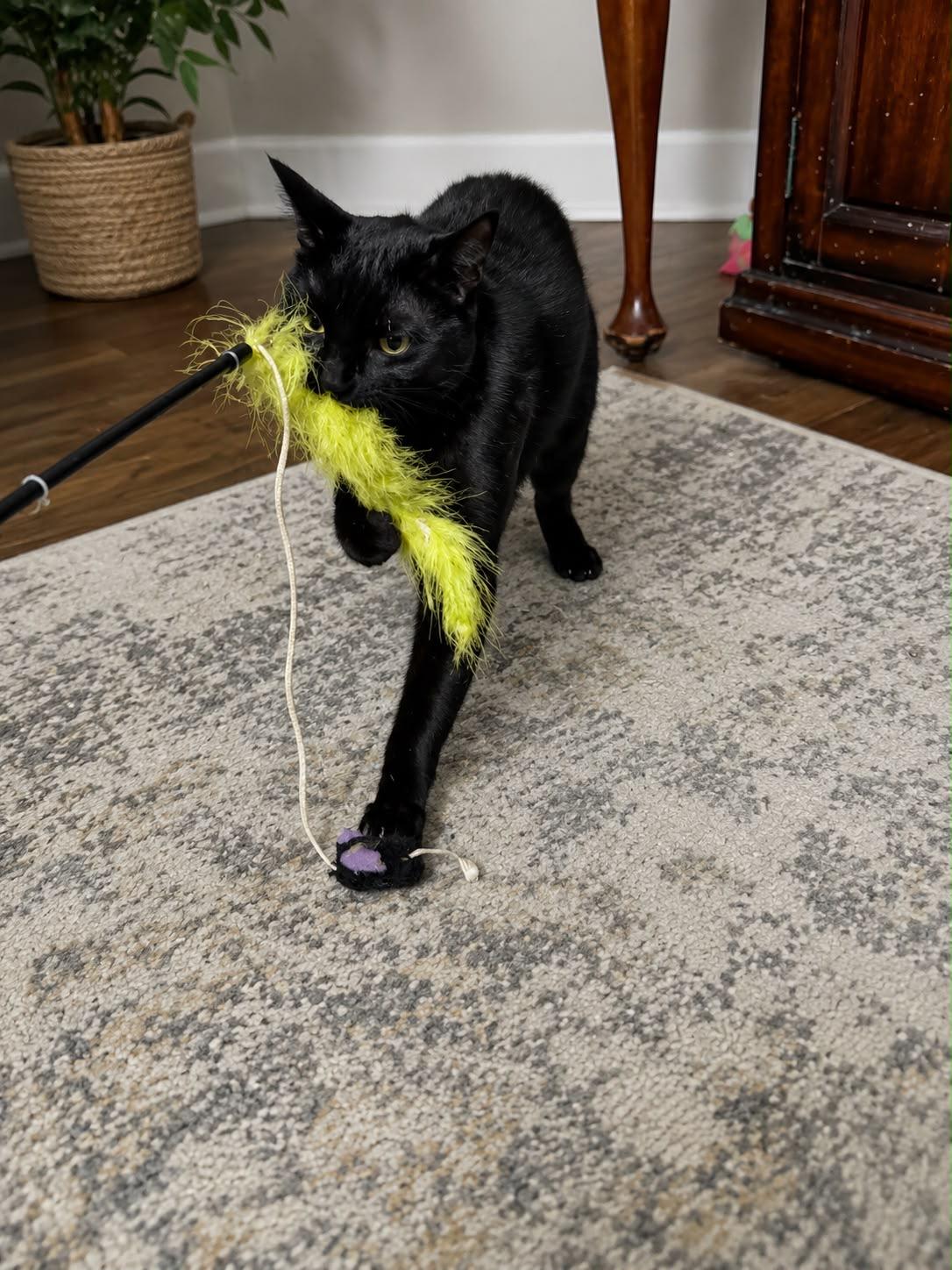 Tyler, an adopted Domestic Short Hair in Sanford, NC image 3/3