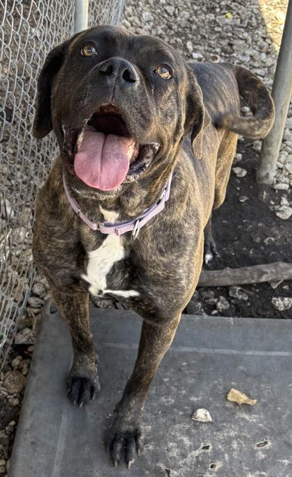 Enlarge Kali, an adoptable mixed breed in Plano, TX image 6/6