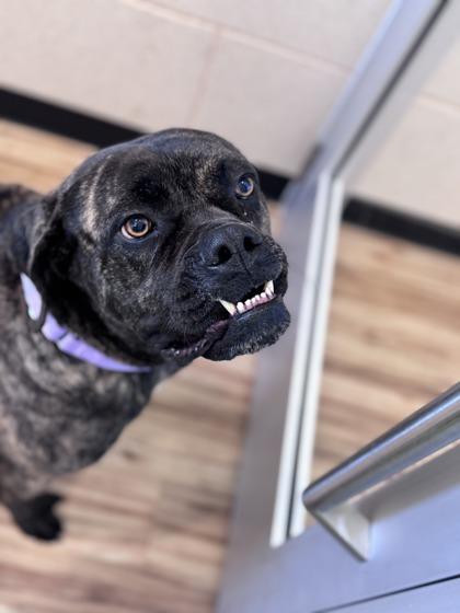 Enlarge Kali, an adoptable mixed breed in Plano, TX image 3/6