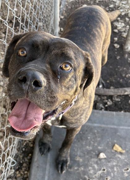 Enlarge Kali, an adoptable mixed breed in Plano, TX image 4/6