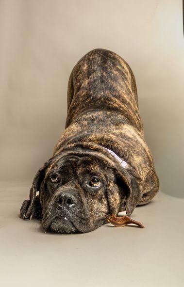 Enlarge Kali, an adoptable mixed breed in Plano, TX image 1/6