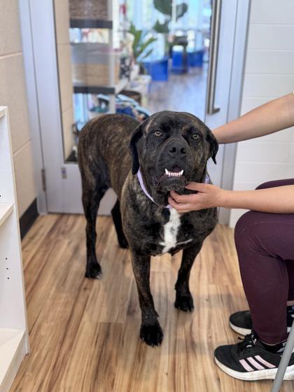 Enlarge Kali, an adoptable mixed breed in Plano, TX image 2/6