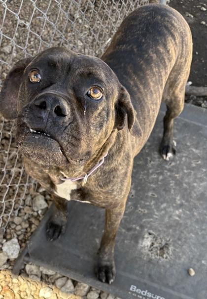 Enlarge Kali, an adoptable mixed breed in Plano, TX image 5/6