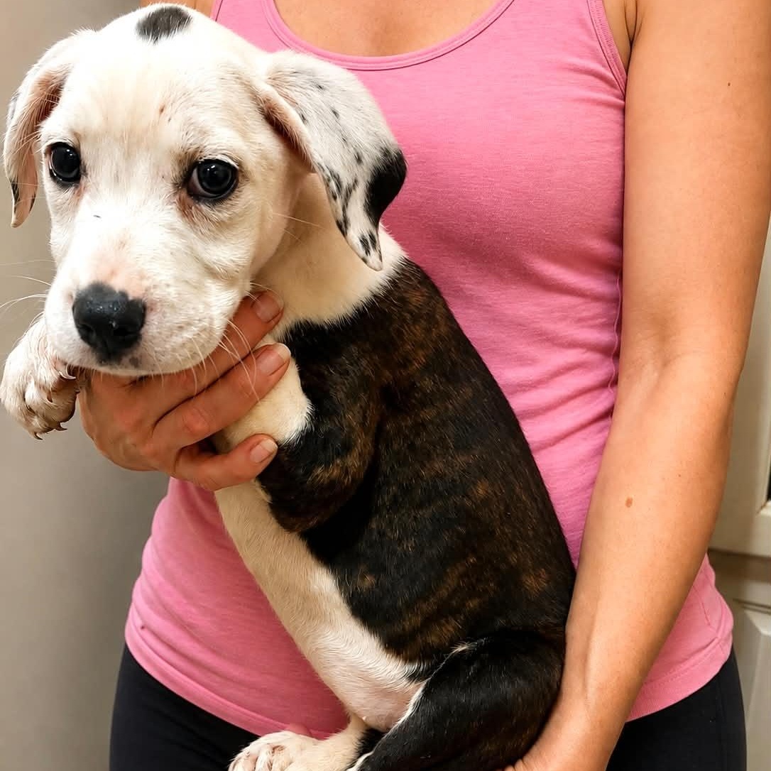 Enlarge Phoebe, a ADOPTABLE mixed breed in Torrington, CT image 5/6