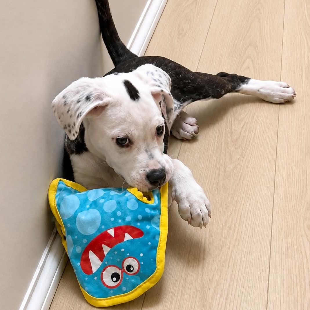 Enlarge Phoebe, a ADOPTABLE mixed breed in Torrington, CT image 3/6