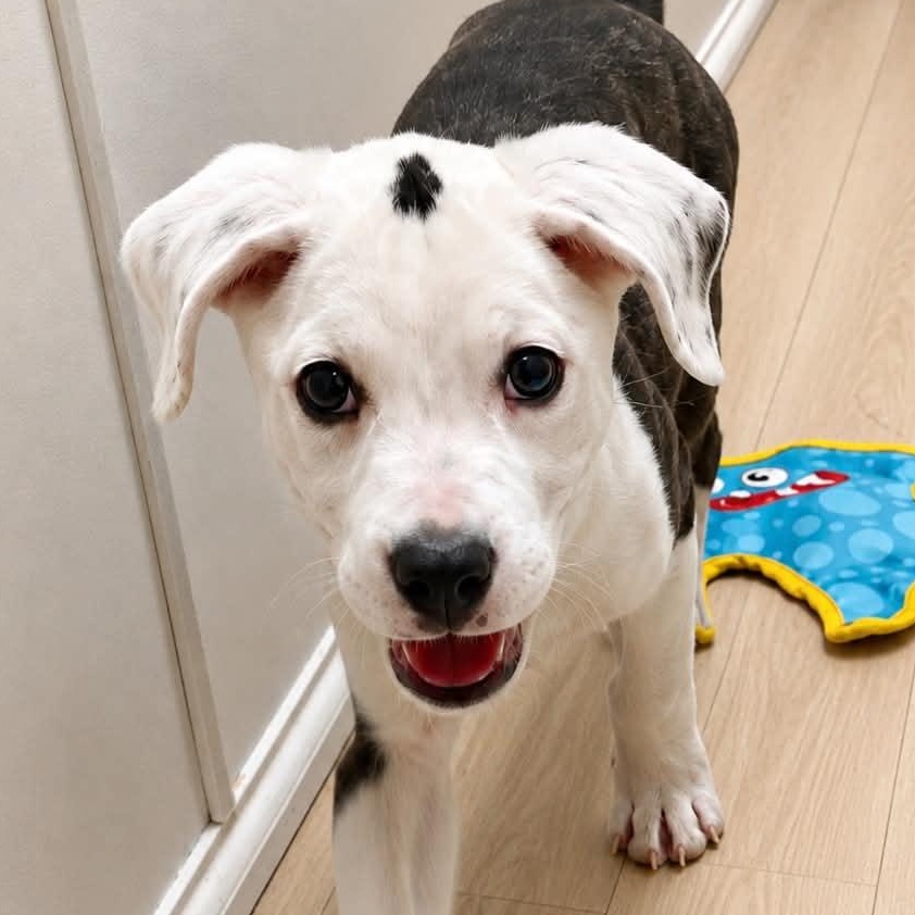 Phoebe, ADOPTABLE, Puppy Female Labrador Retriever & Plott Hound.