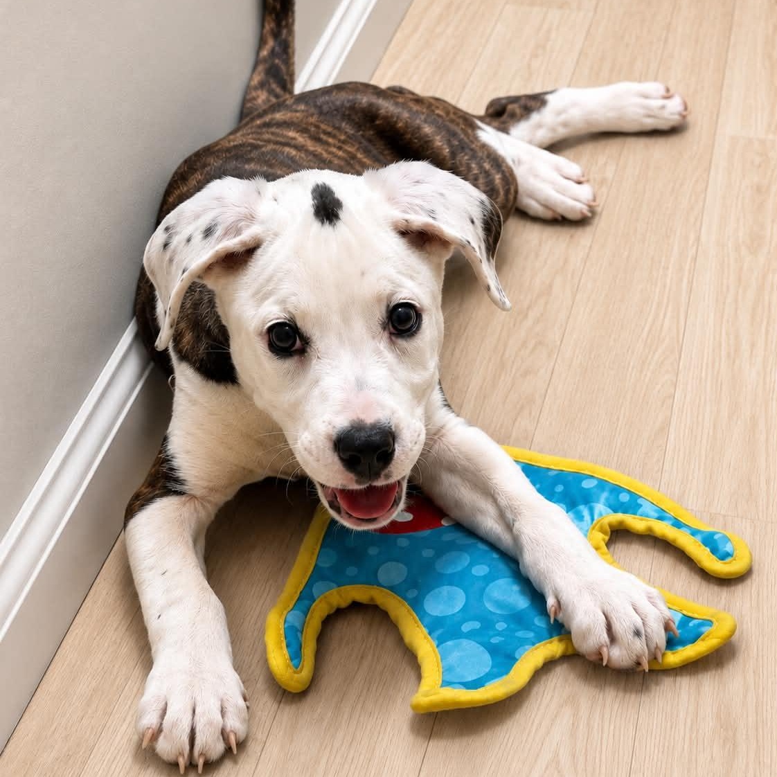 Enlarge Phoebe, a ADOPTABLE mixed breed in Torrington, CT image 4/6