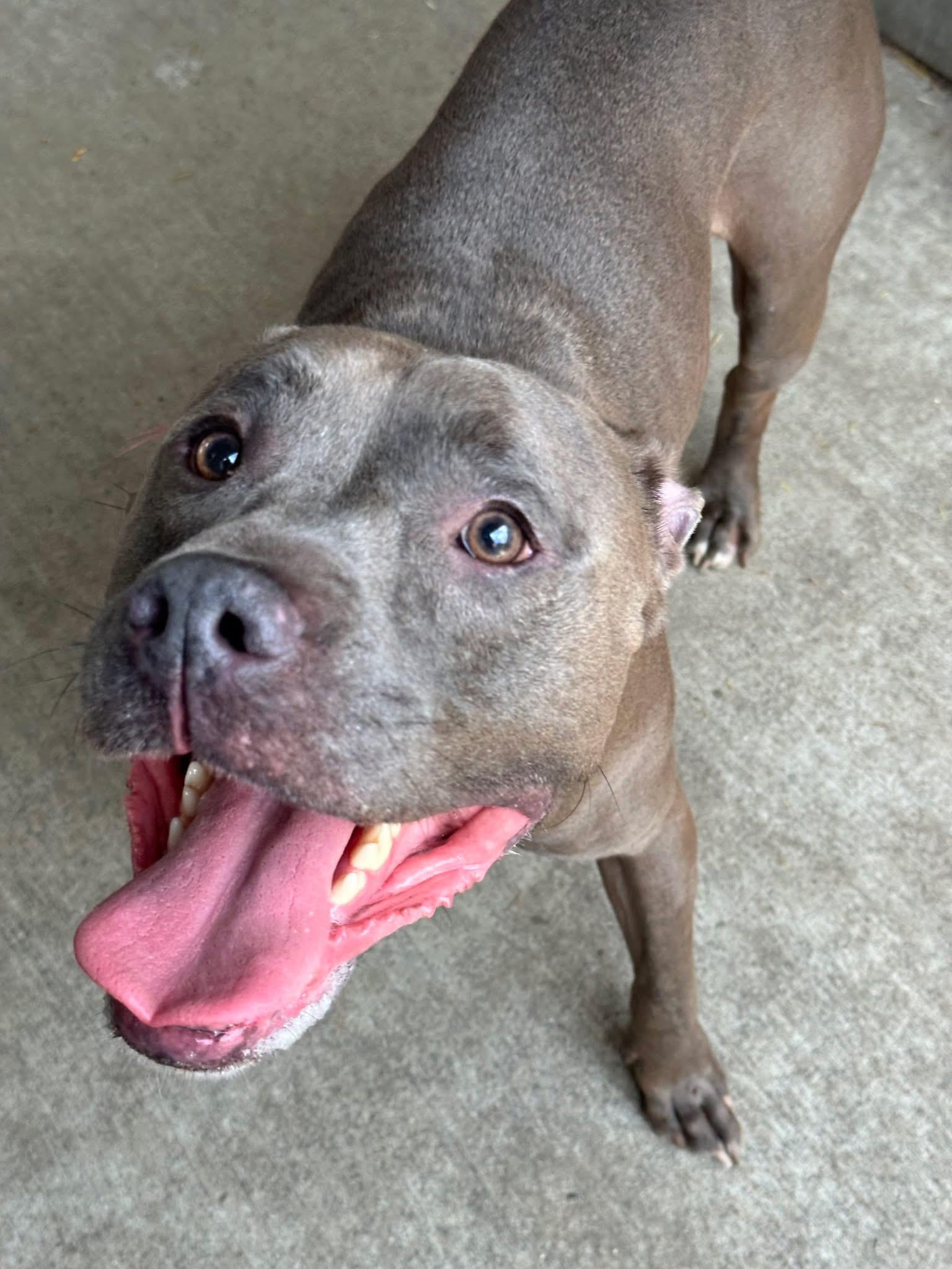 Enlarge Sharky, an adopted Pit Bull Terrier in Chicago, IL image 3/5