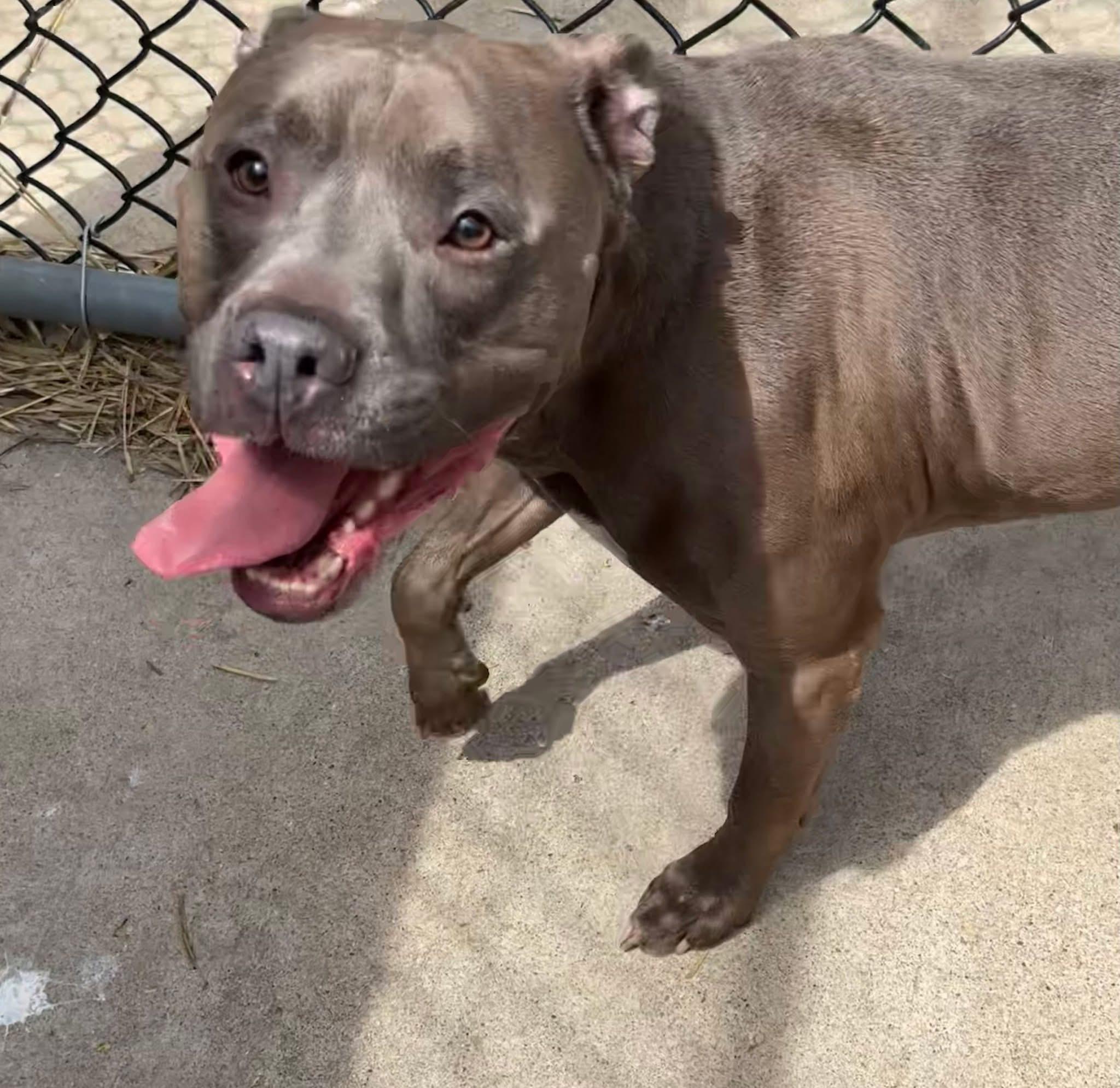 Enlarge Sharky, an adopted Pit Bull Terrier in Chicago, IL image 2/5