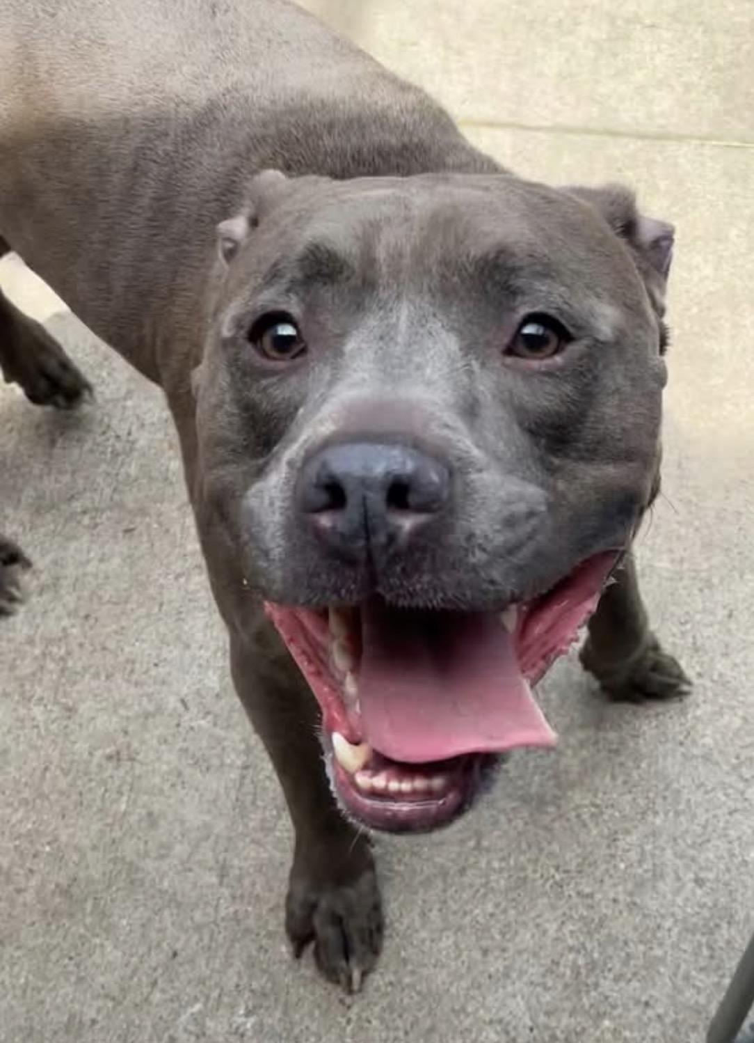 Sharky, adopted, Adult Male Pit Bull Terrier.