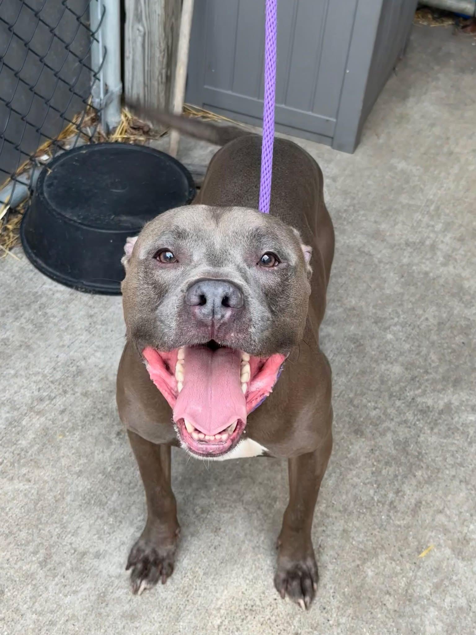 Enlarge Sharky, an adopted Pit Bull Terrier in Chicago, IL image 4/5