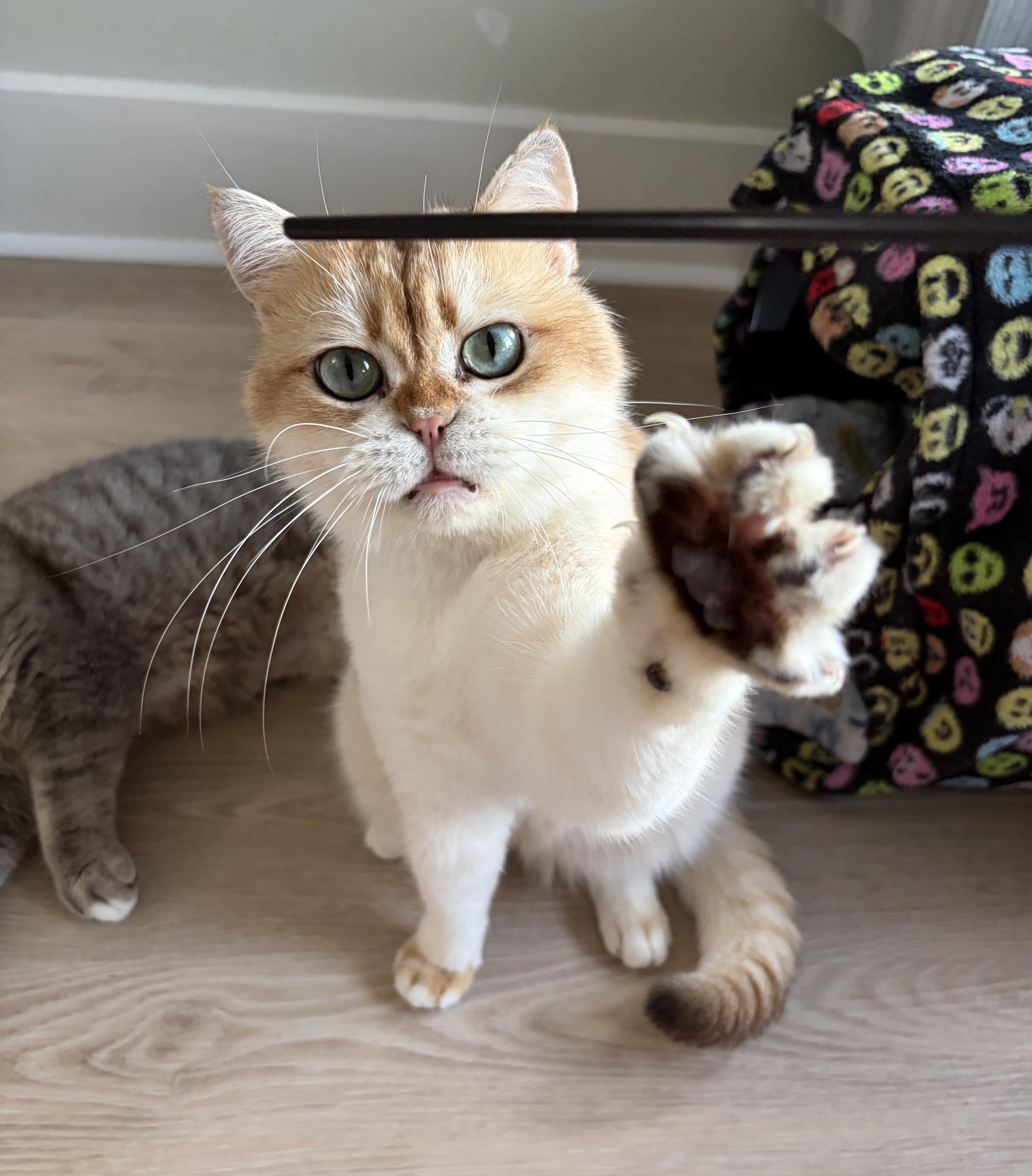 Enlarge Nigel, a ADOPTABLE British Shorthair in Montclair, NJ image 5/6