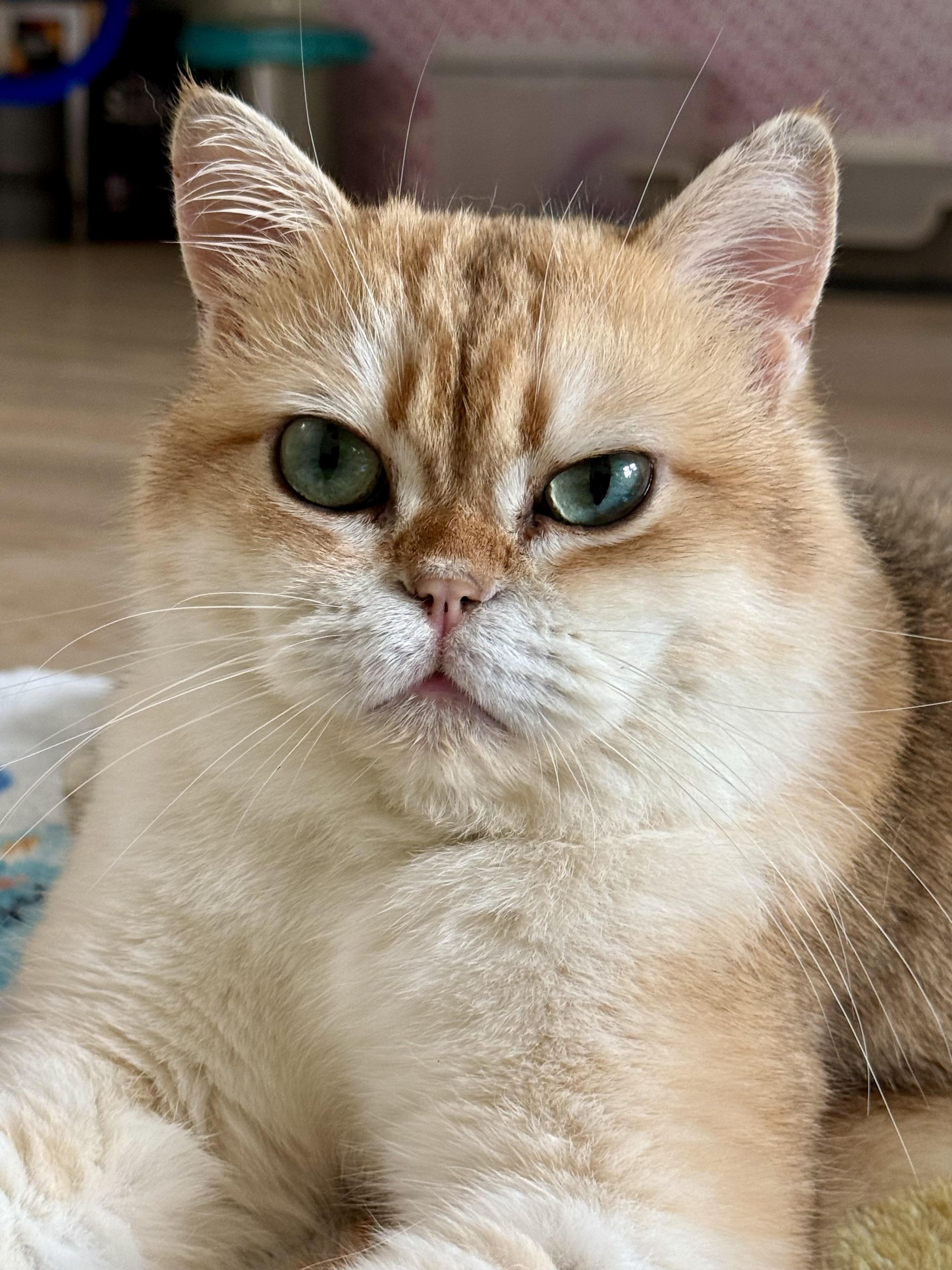 Enlarge Nigel, a ADOPTABLE British Shorthair in Montclair, NJ image 2/6