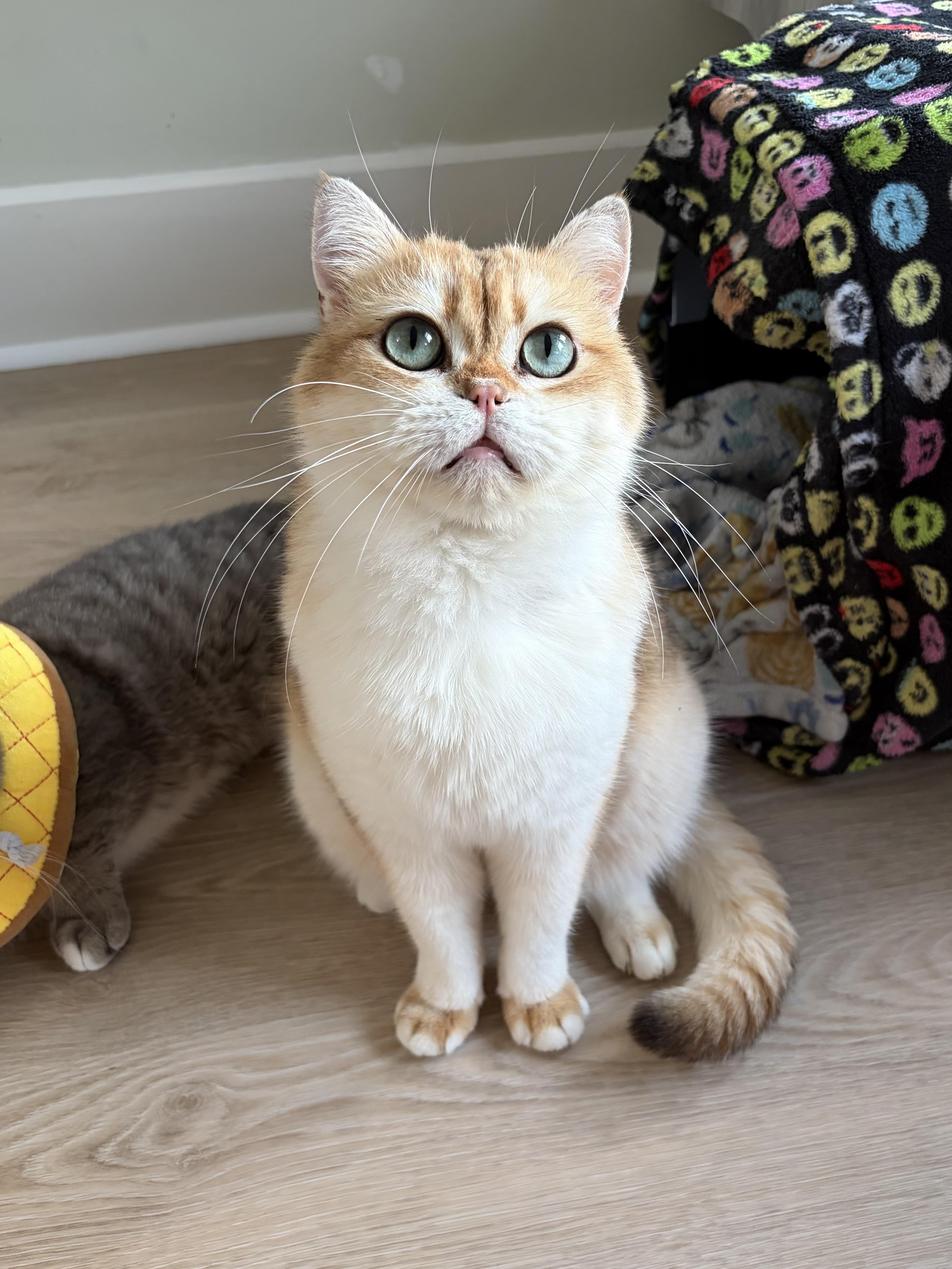Nigel, ADOPTABLE, Young Male British Shorthair.
