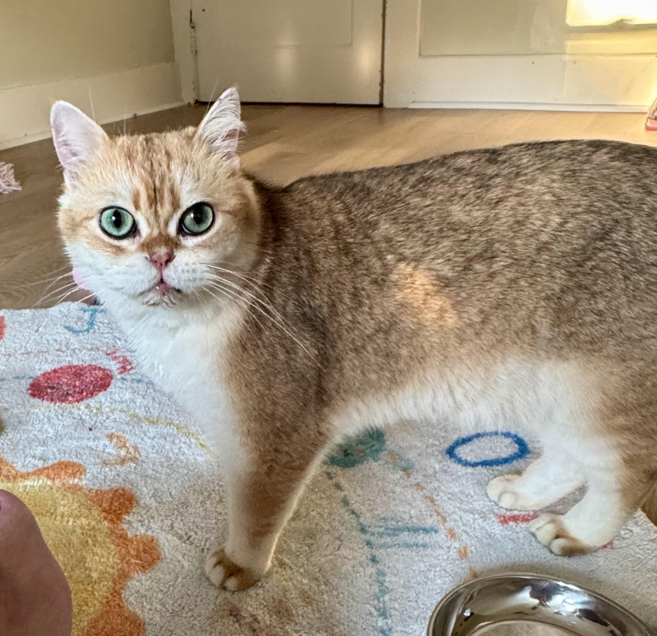 Enlarge Nigel, a ADOPTABLE British Shorthair in Montclair, NJ image 3/6