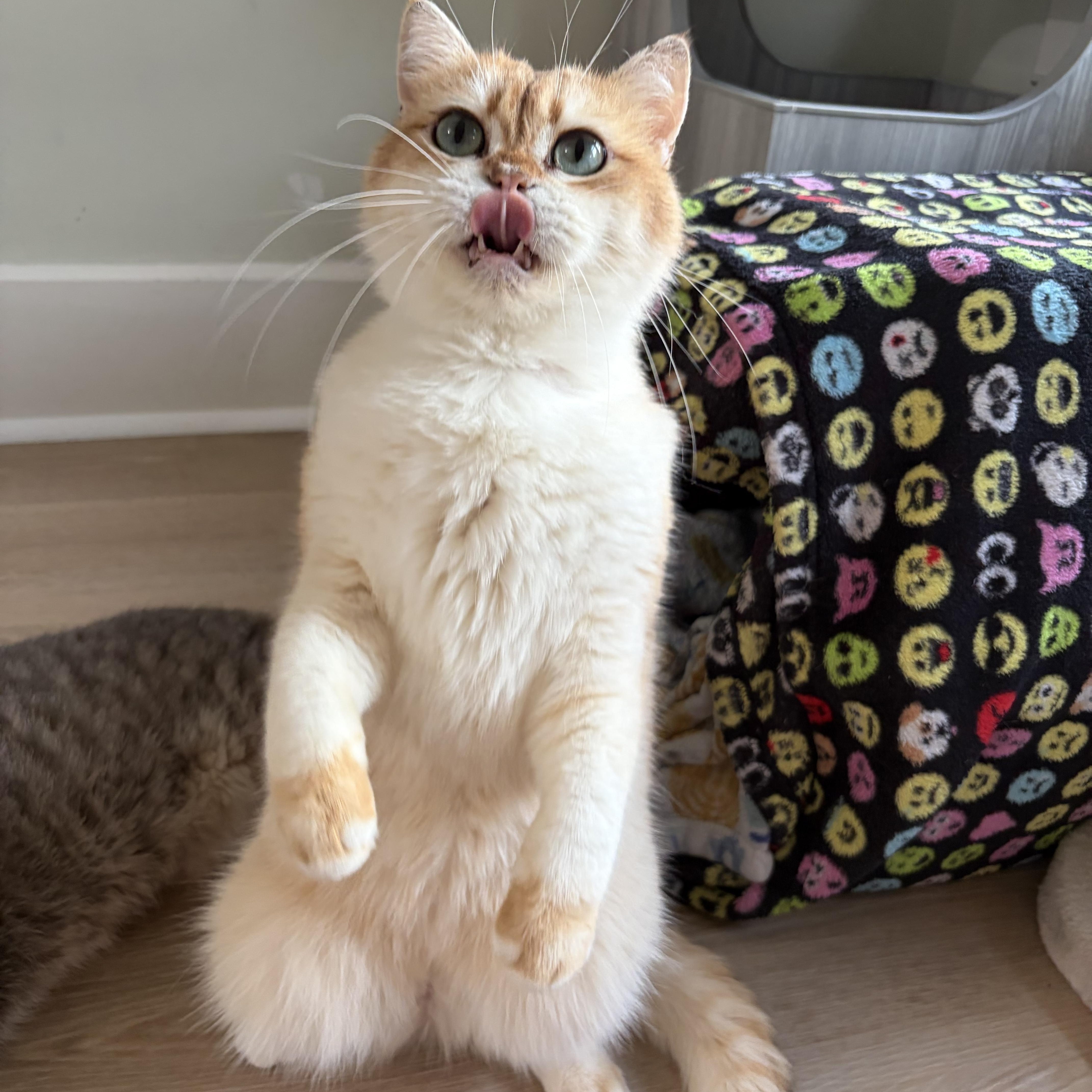 Enlarge Nigel, a ADOPTABLE British Shorthair in Montclair, NJ image 6/6