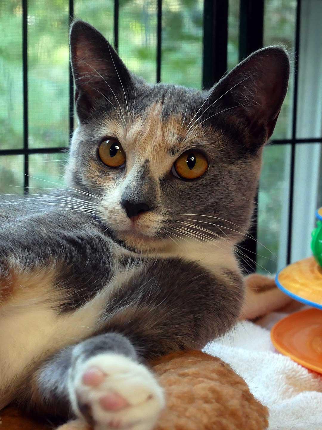 Enlarge Misty, a ADOPTABLE mixed breed in Bloomingdale, NJ image 2/3