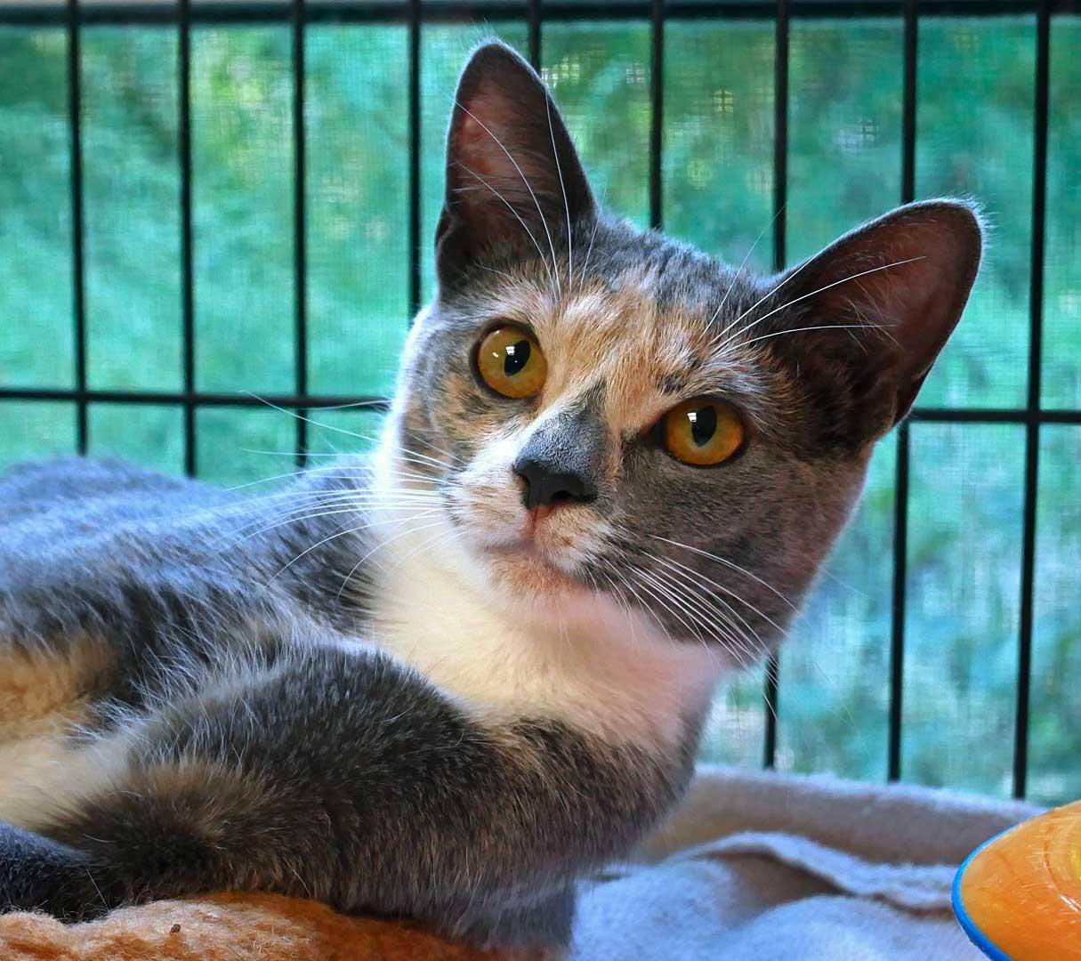 Misty, ADOPTABLE, Kitten Female Domestic Short Hair & Dilute Calico.