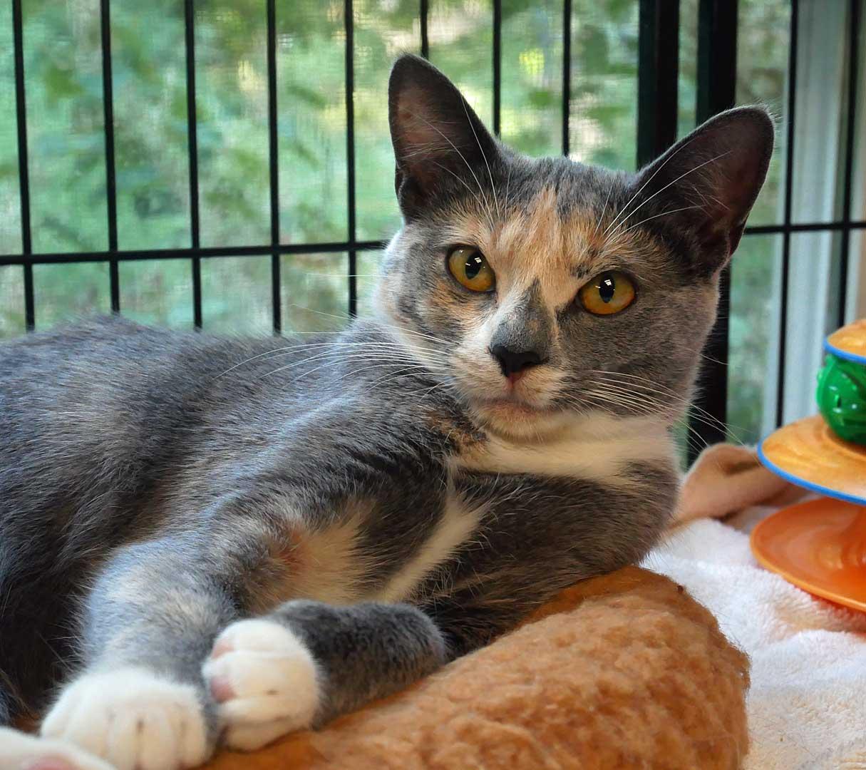 Enlarge Misty, a ADOPTABLE mixed breed in Bloomingdale, NJ image 3/3