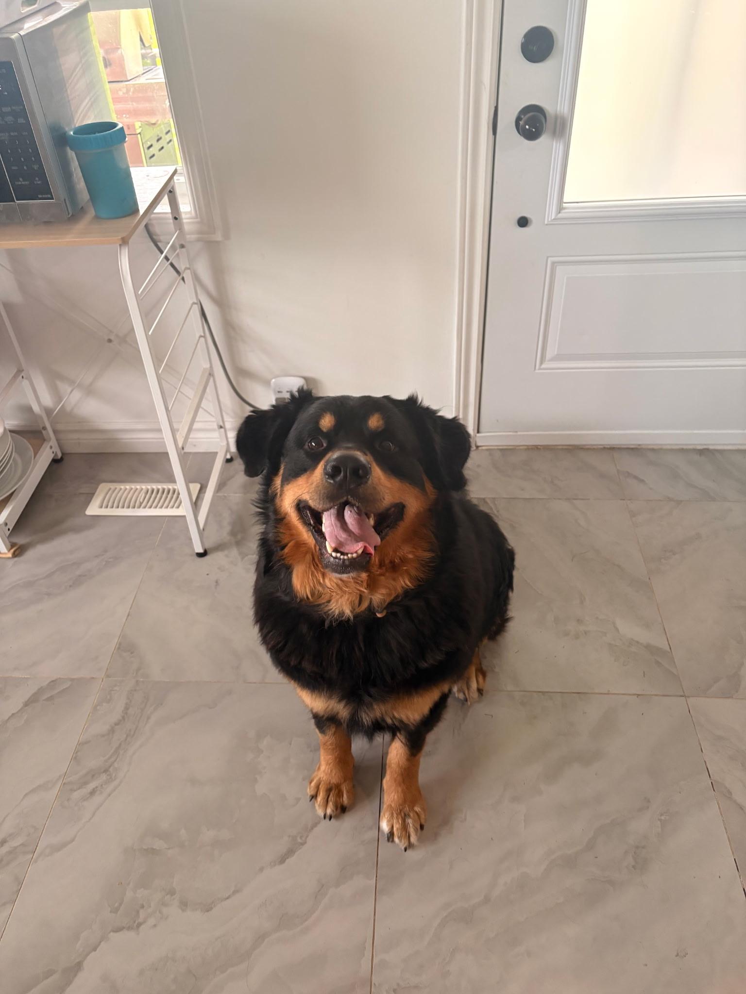Moose, Adopted, Young Male Bernese Mountain Dog & Norwegian Elkhound.