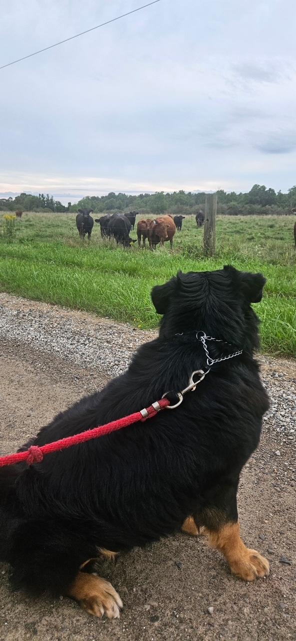 Enlarge Moose, a Adopted mixed breed in Sarnia, ON image 5/5