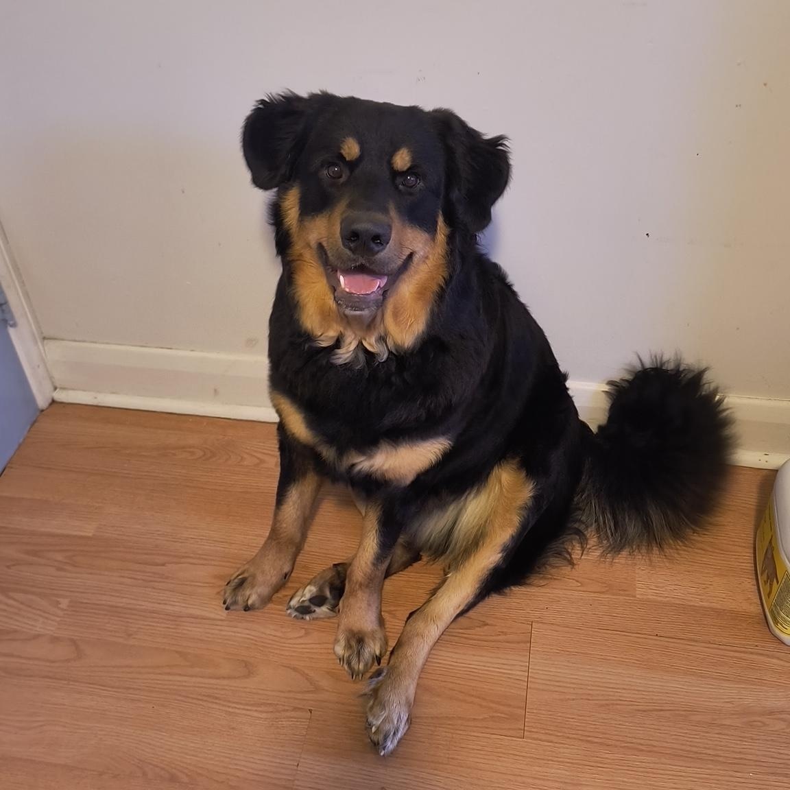 Enlarge Moose, a Adopted mixed breed in Sarnia, ON image 2/5