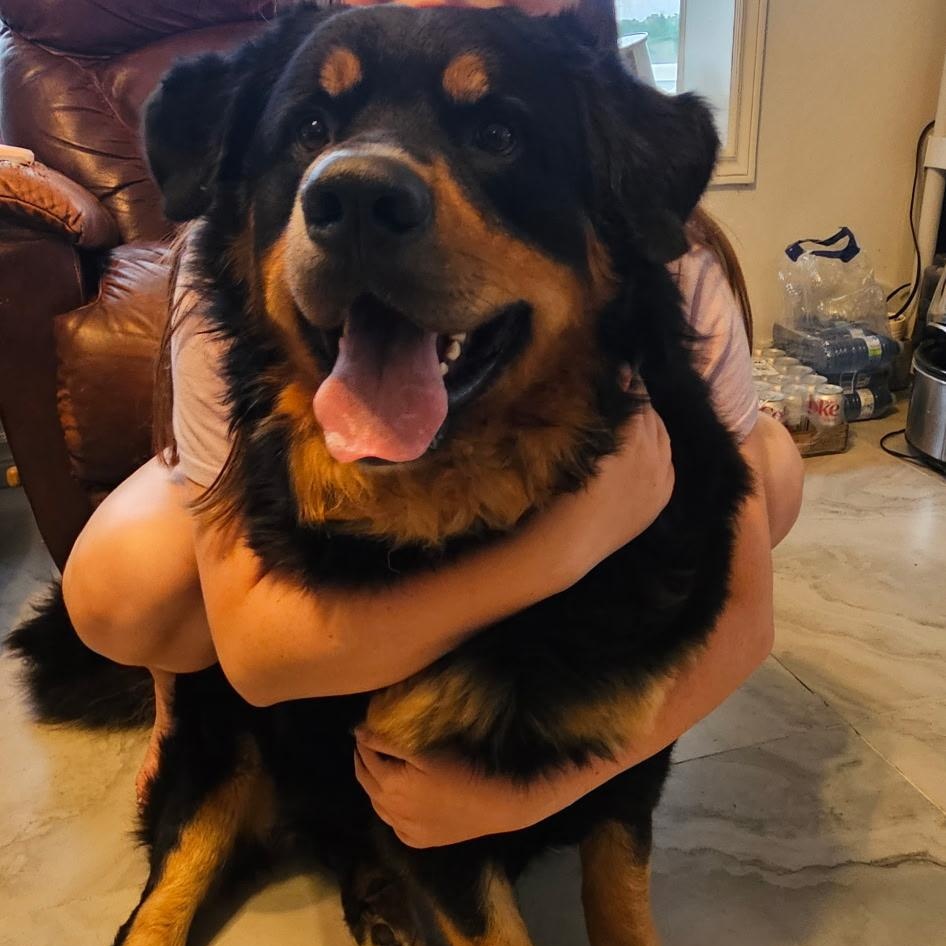 Enlarge Moose, a Adopted mixed breed in Sarnia, ON image 4/5