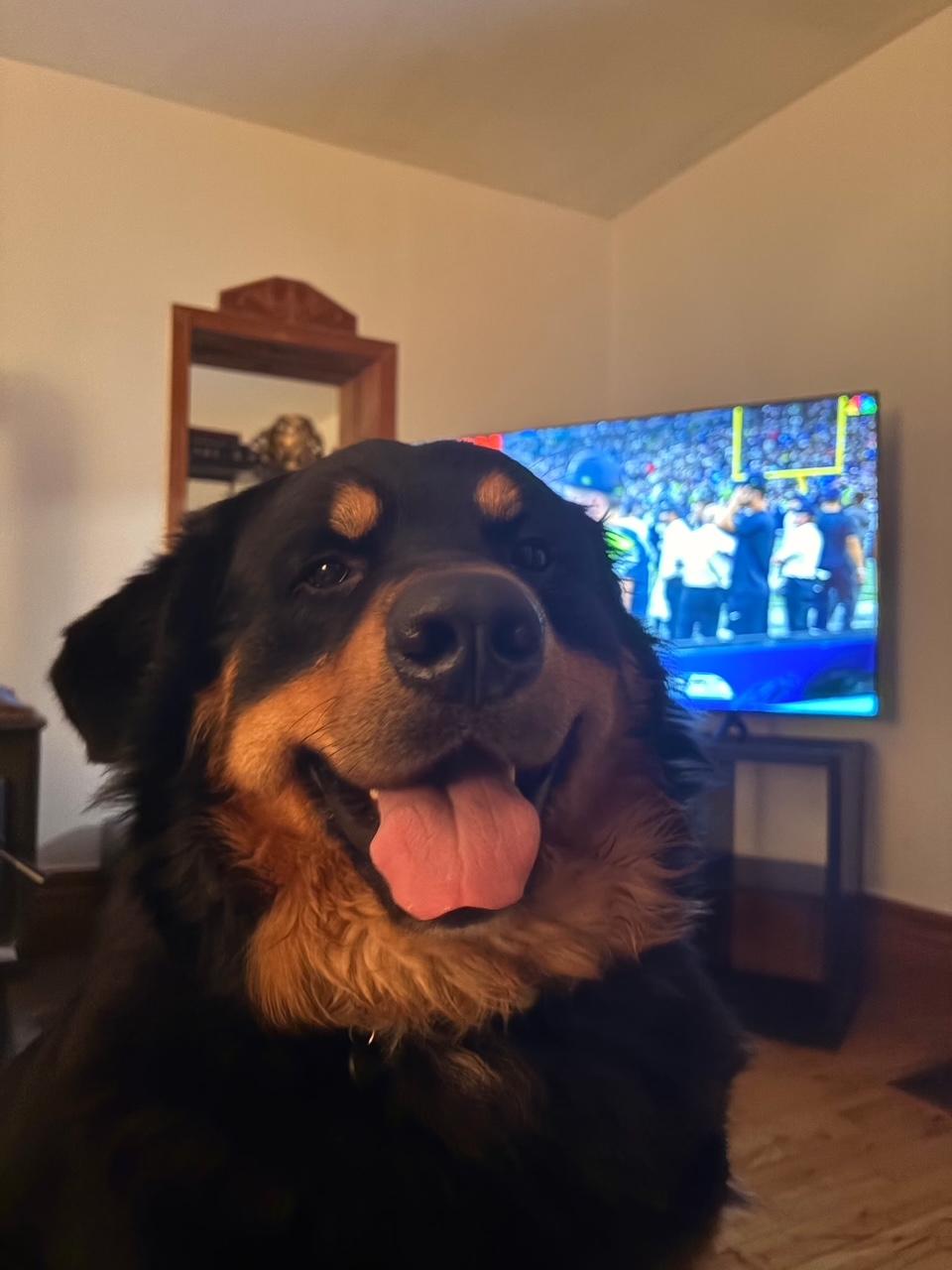 Enlarge Moose, a Adopted mixed breed in Sarnia, ON image 3/5