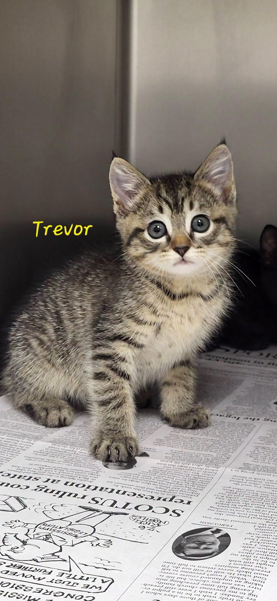 Trevor, adopted, Kitten Male Domestic Short Hair.