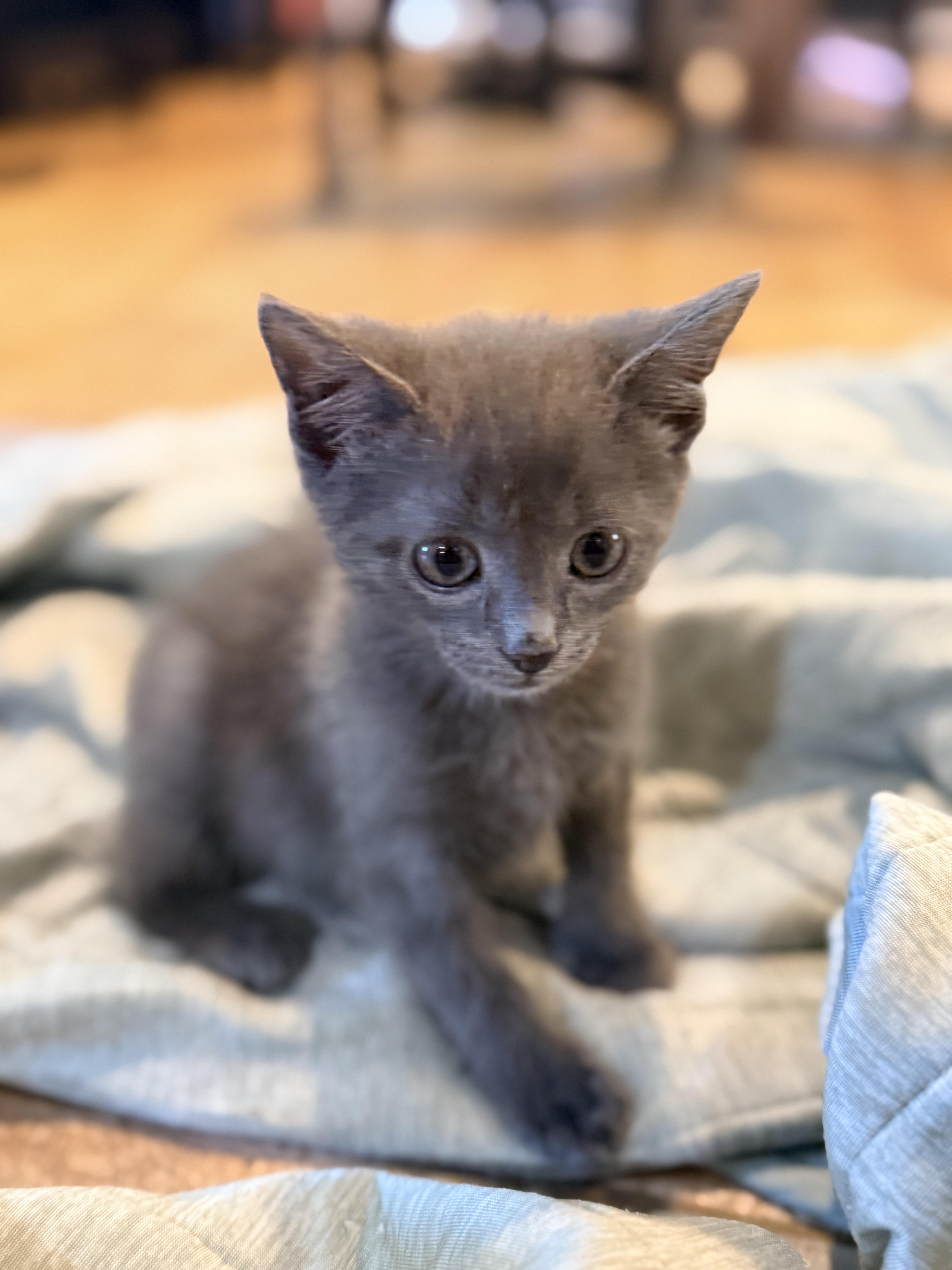 Enlarge Howl, an adopted mixed breed in Columbia, MD image 2/4