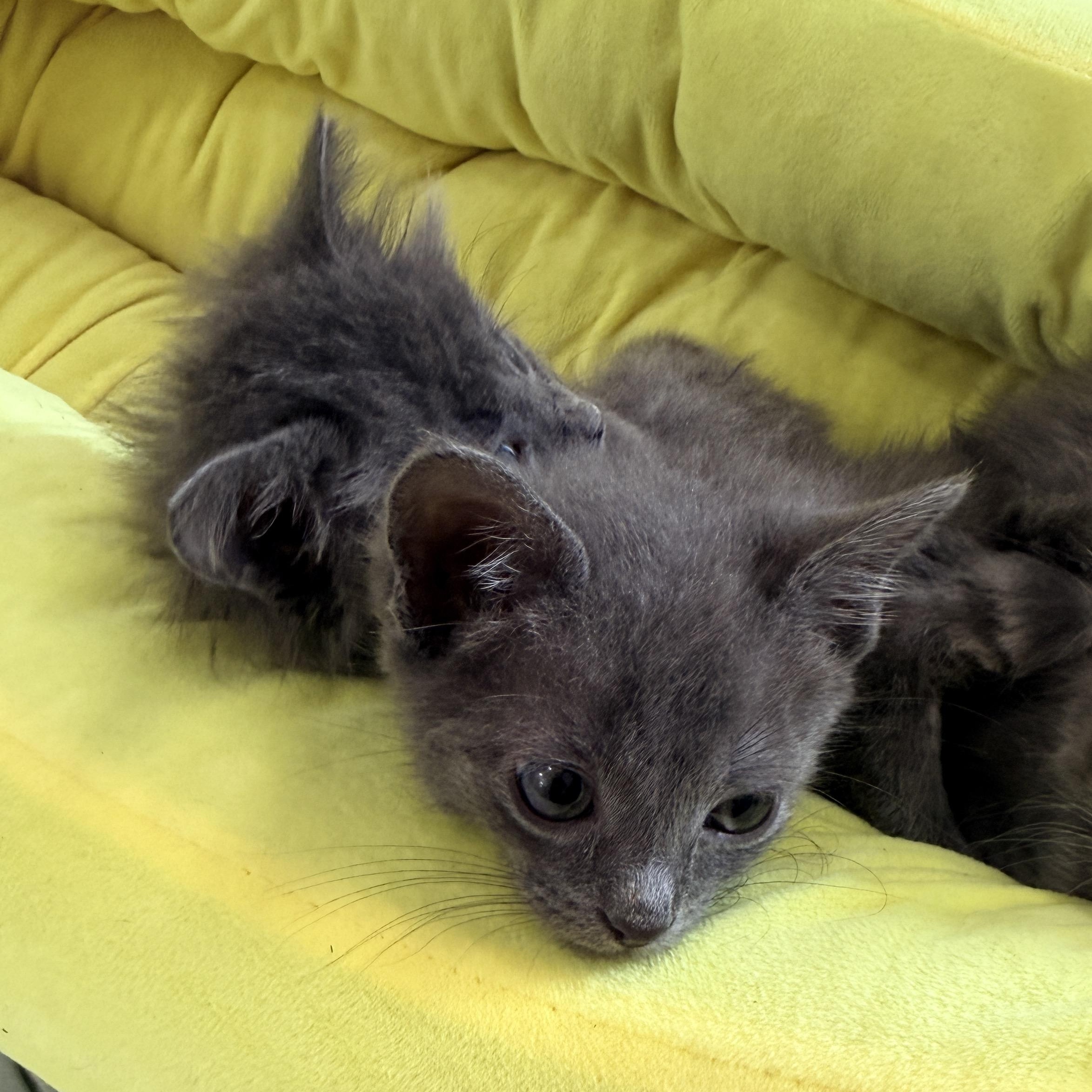 Enlarge Howl, an adopted mixed breed in Columbia, MD image 4/4