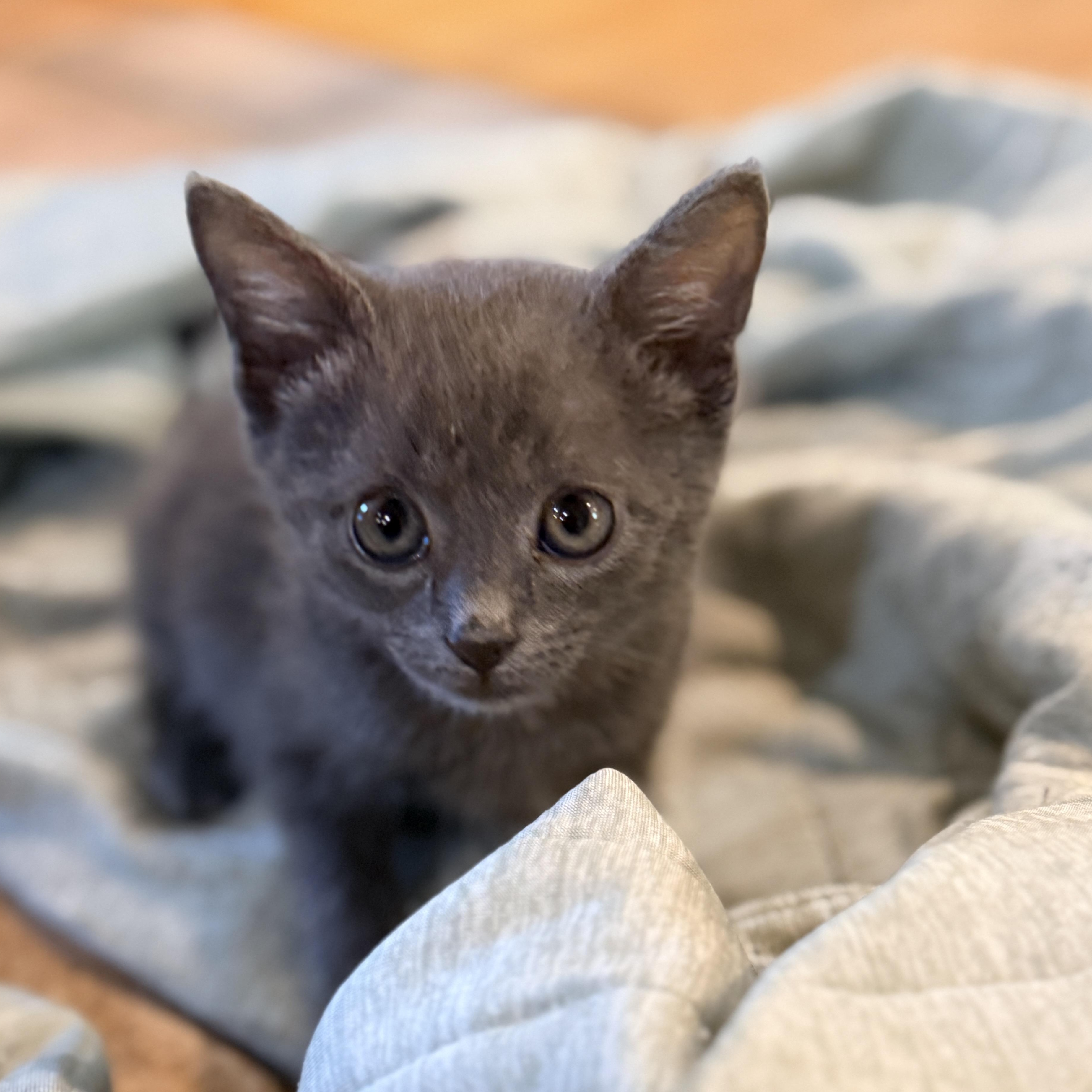 Howl, adopted, Kitten Female Domestic Short Hair.
