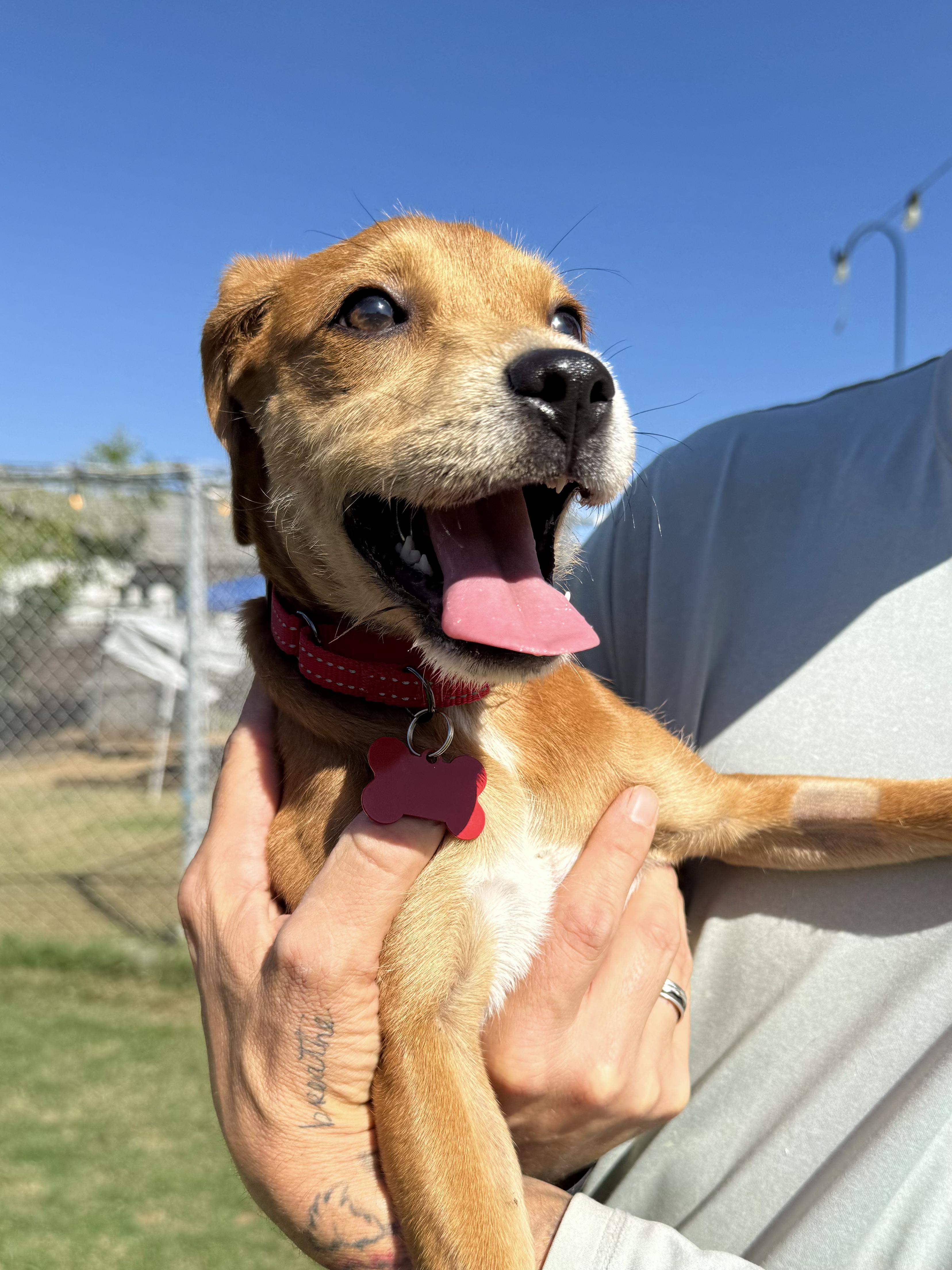 Enlarge Sasha, an adopted mixed breed in Peoria, AZ image 3/3
