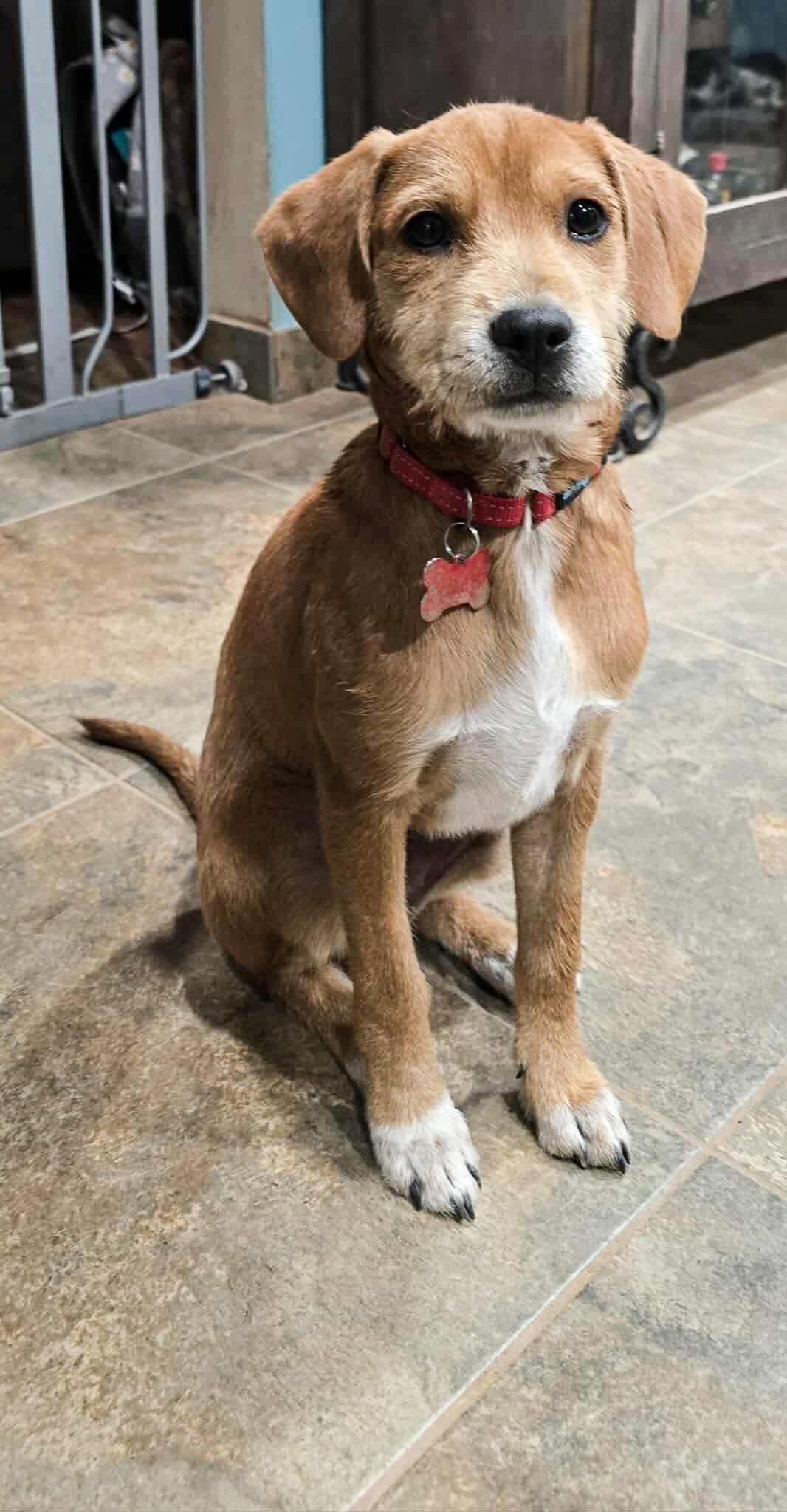 Enlarge Sasha, an adopted mixed breed in Peoria, AZ image 1/3