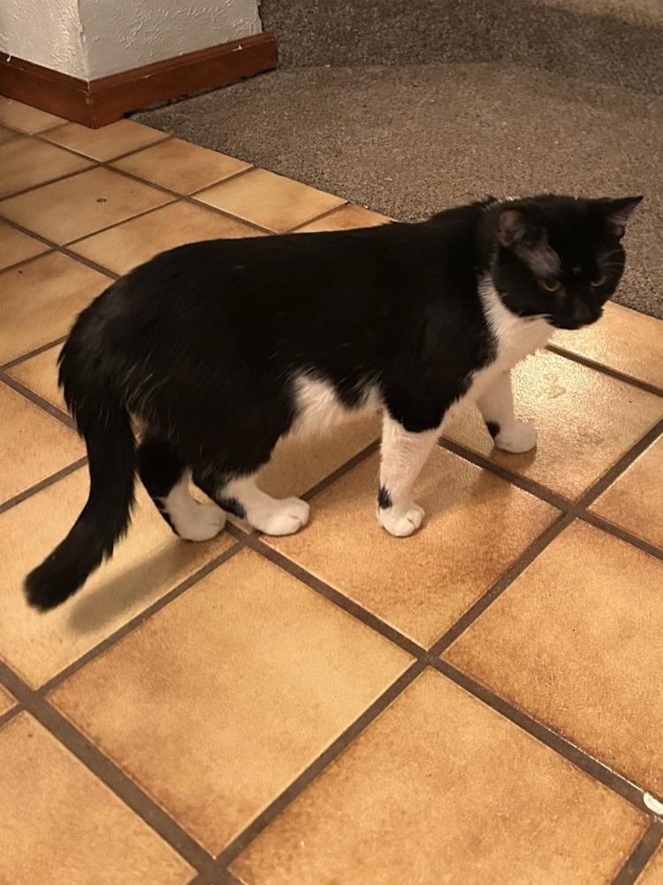 Oreo.  K-480, Adoptable, Adult Male Domestic Short Hair.