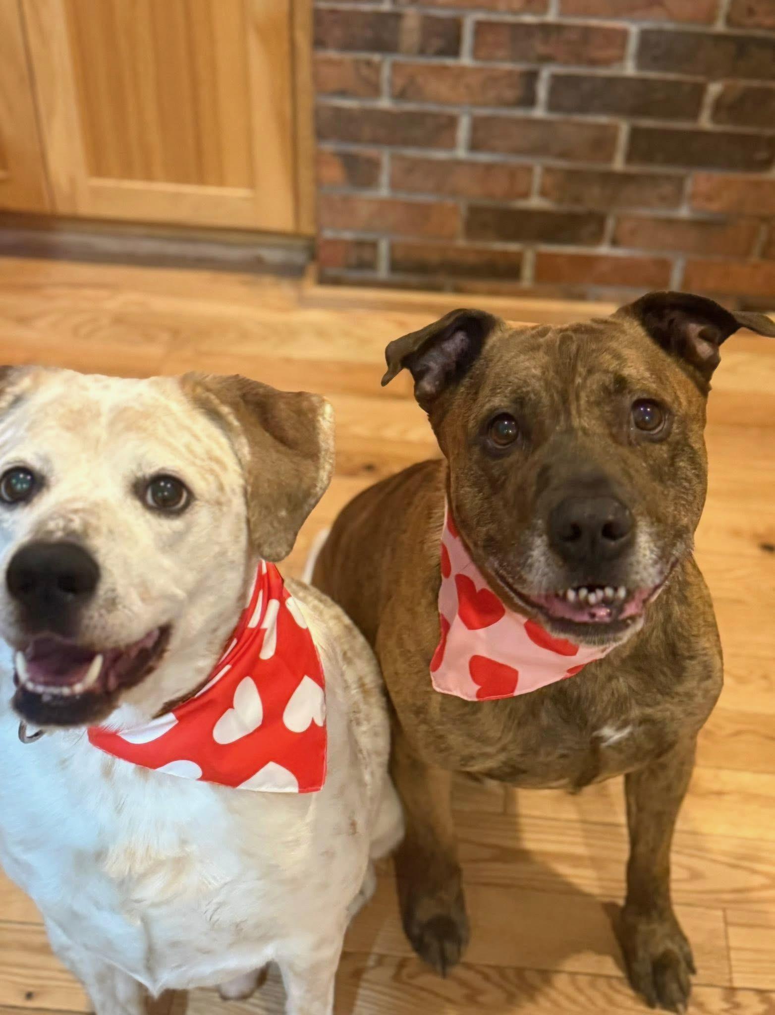 Enlarge Dunn, a Adoptable Australian Cattle Dog / Blue Heeler in Lakeville, MN image 5/5