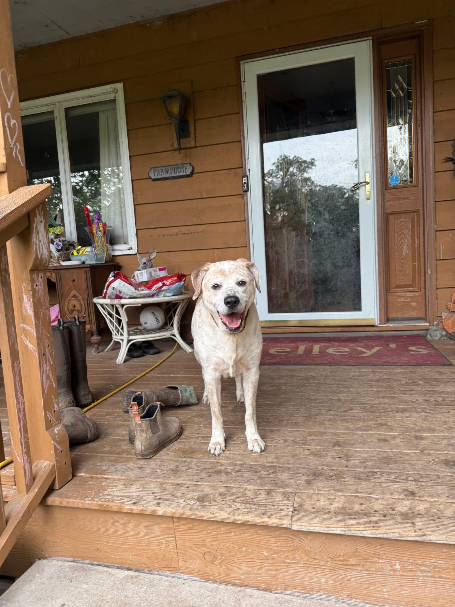 Dunn, a Adoptable Australian Cattle Dog / Blue Heeler in Lakeville, MN image 1/5