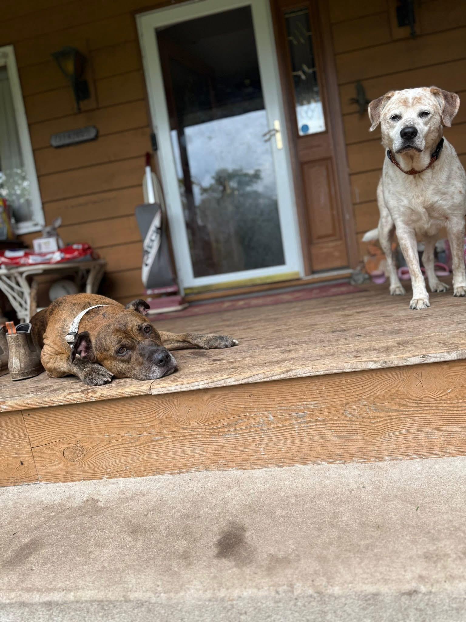 Dunn, a Adoptable Australian Cattle Dog / Blue Heeler in Lakeville, MN image 5/5