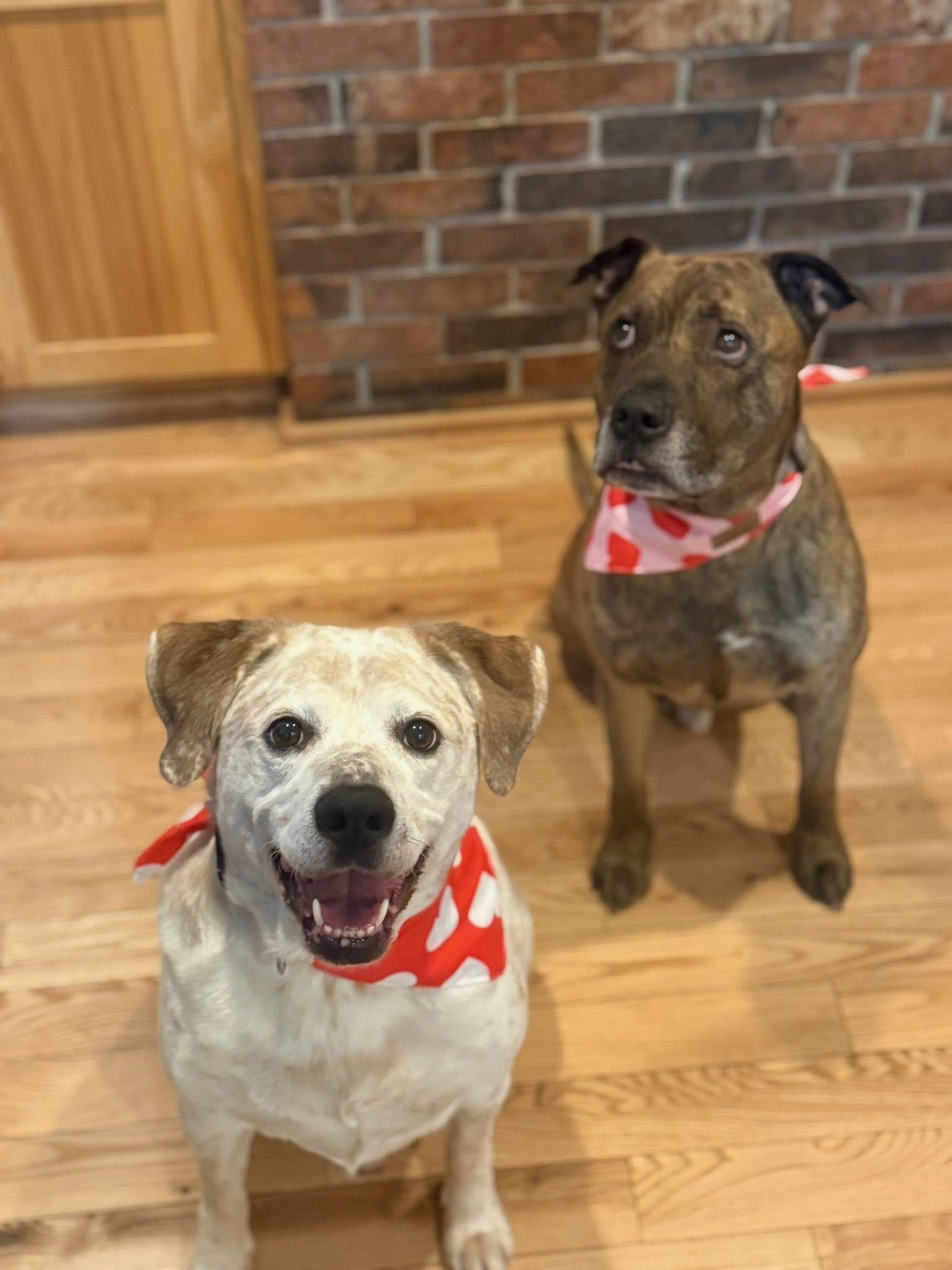 Enlarge Dunn, a Adoptable Australian Cattle Dog / Blue Heeler in Lakeville, MN image 4/5