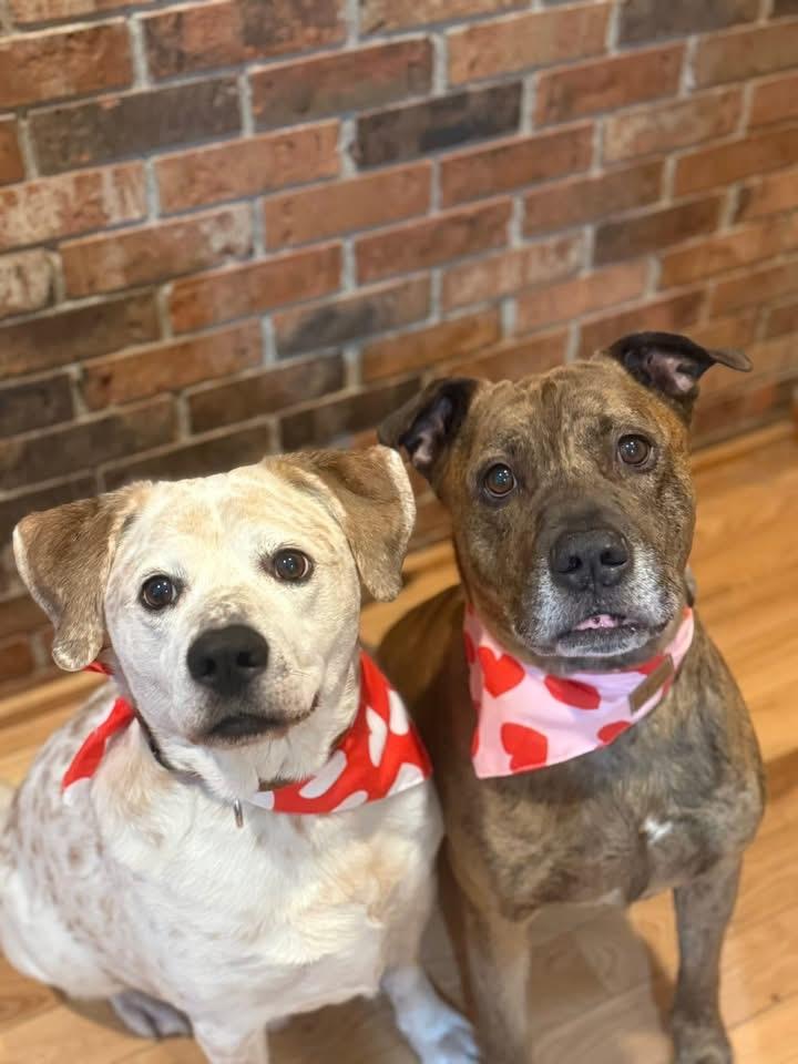 Dunn, Adoptable, Adult Male Australian Cattle Dog / Blue Heeler.