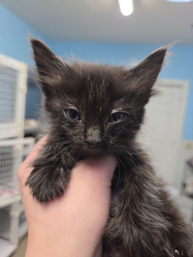 Floras, Adoptable, Kitten Female Domestic Medium Hair.