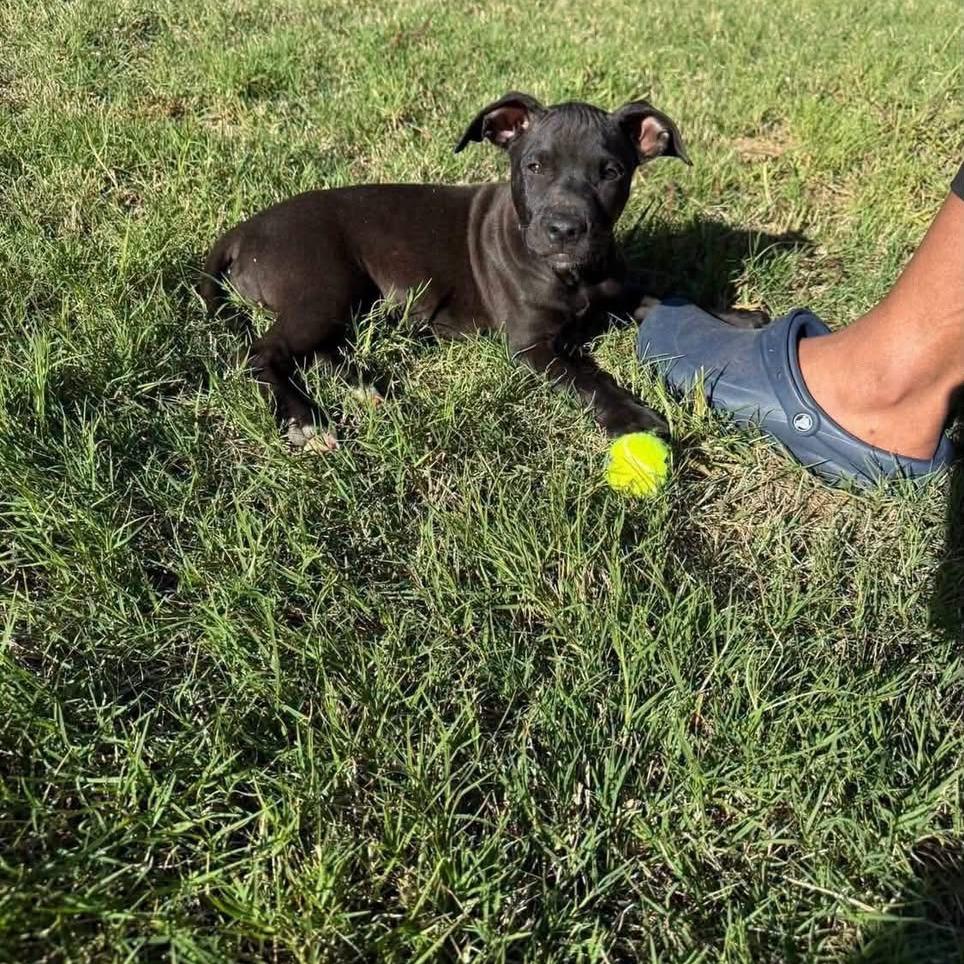 Enlarge Deek, a Adoptable Boxer in Newborn, GA image 1/6