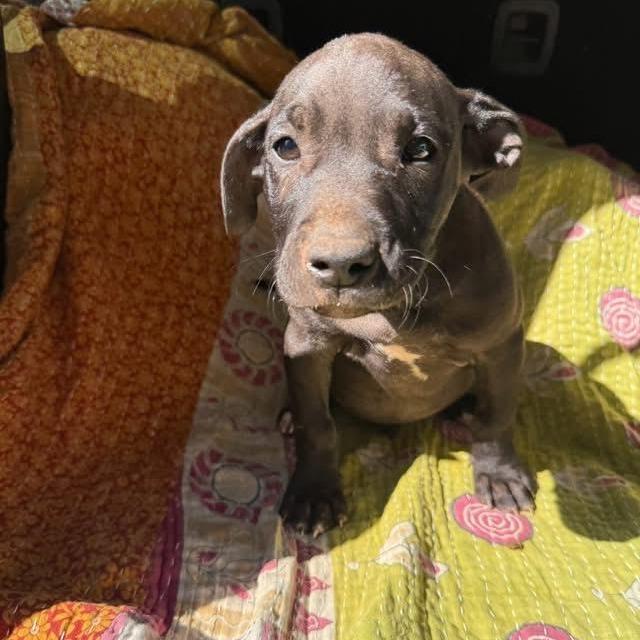 Enlarge Deek, a Adoptable Boxer in Newborn, GA image 6/6